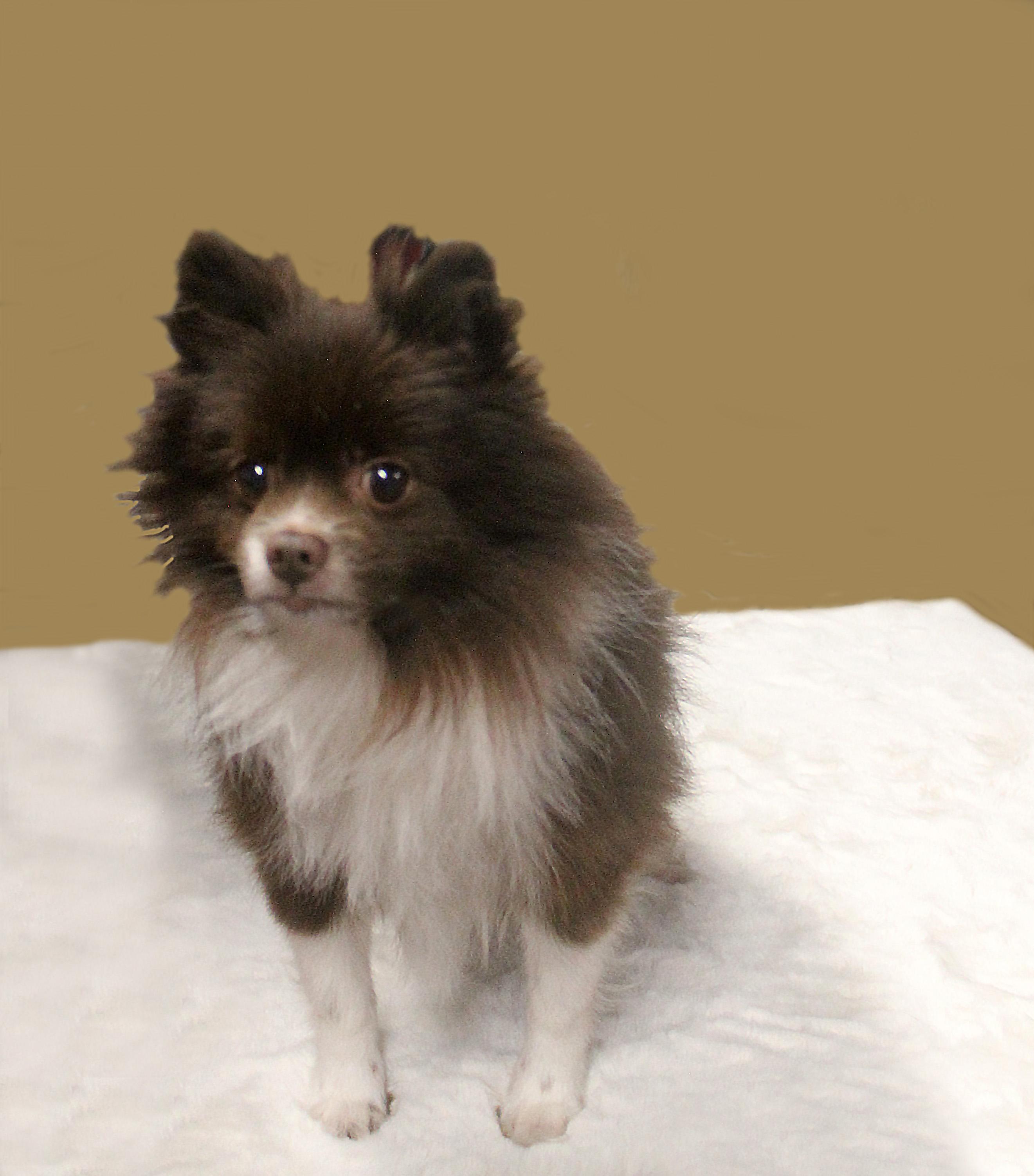 Enlarge YOSHI, an adopted Pomeranian in Floral City, FL image 4/6