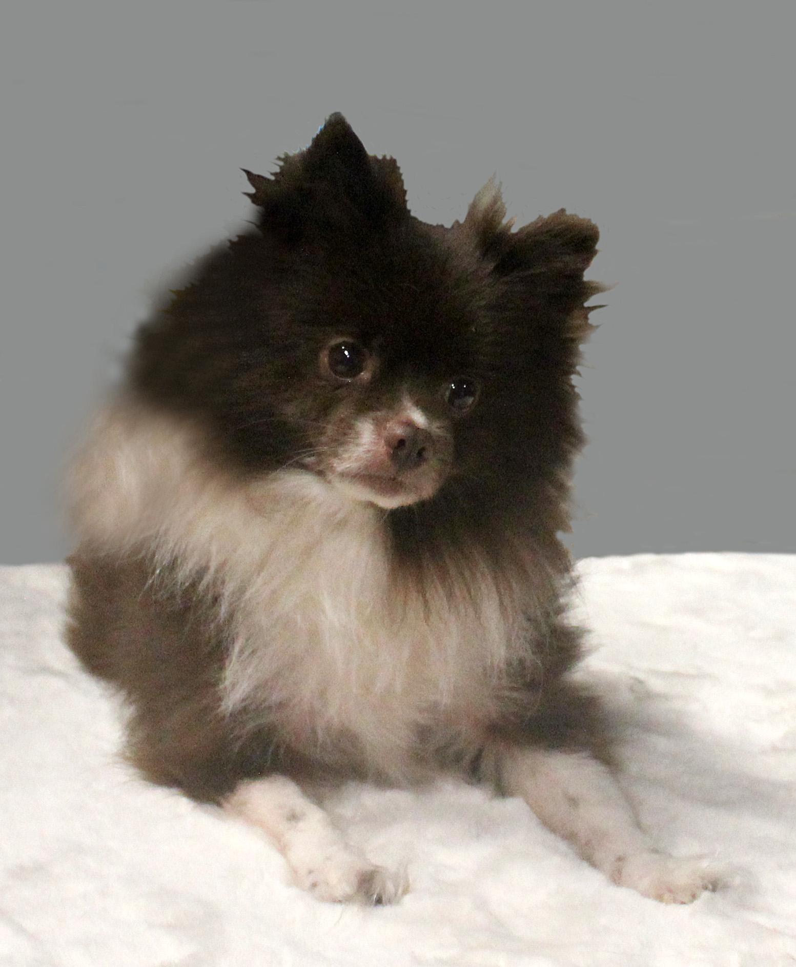 Enlarge YOSHI, an adopted Pomeranian in Floral City, FL image 2/6