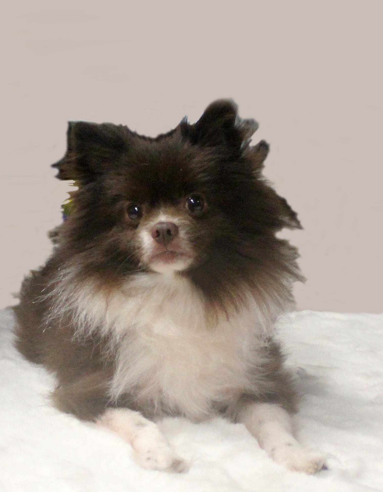 Enlarge YOSHI, an adopted Pomeranian in Floral City, FL image 5/6