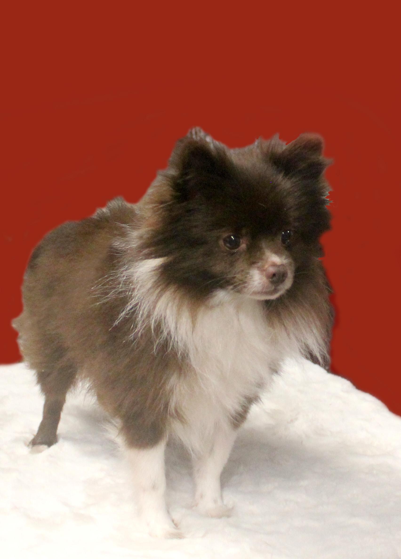 Enlarge YOSHI, an adopted Pomeranian in Floral City, FL image 3/6