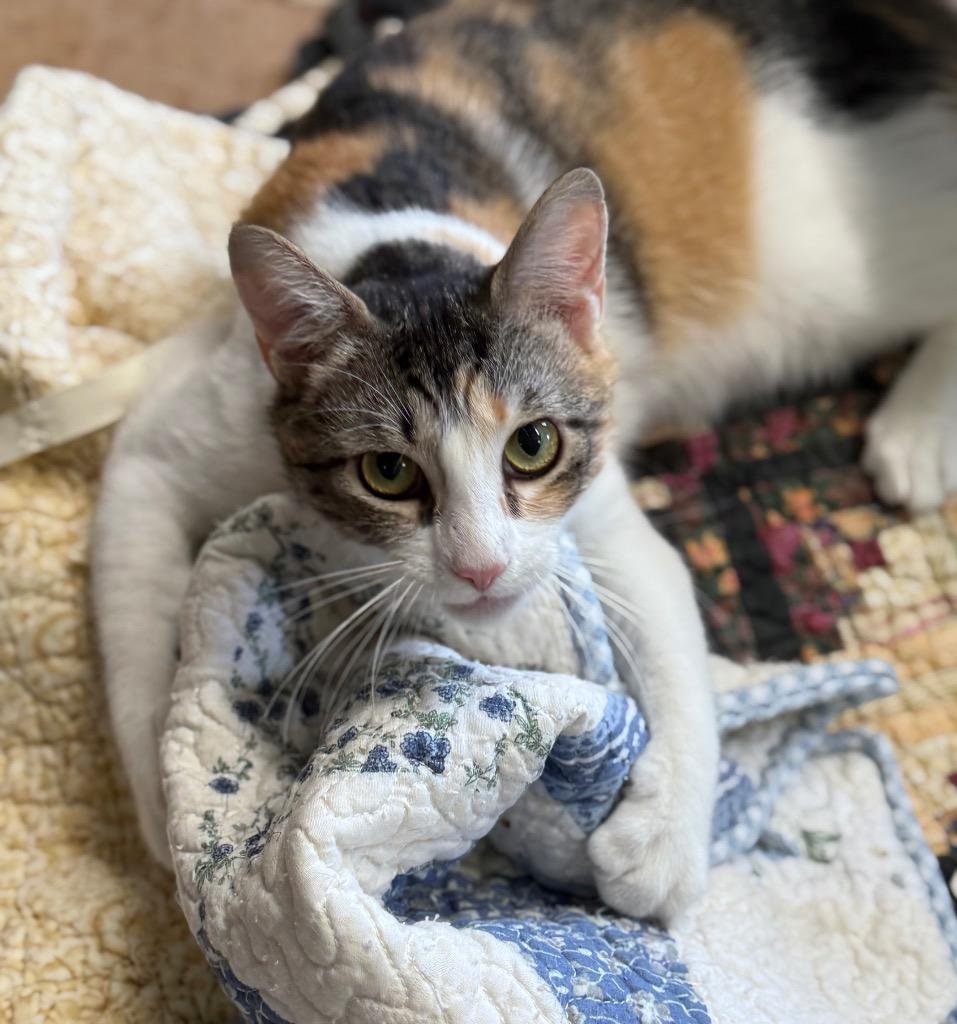 Maeve, Adoptable, Young Female Domestic Short Hair.