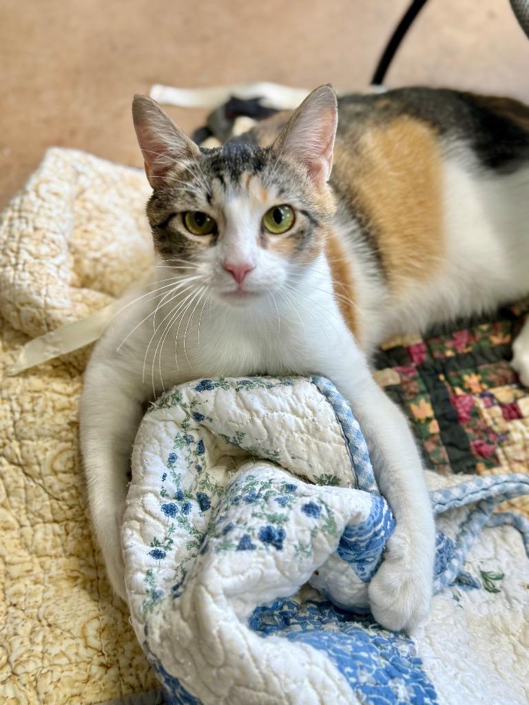Enlarge Maeve, a Adoptable mixed breed in Hampton, VA image 2/3