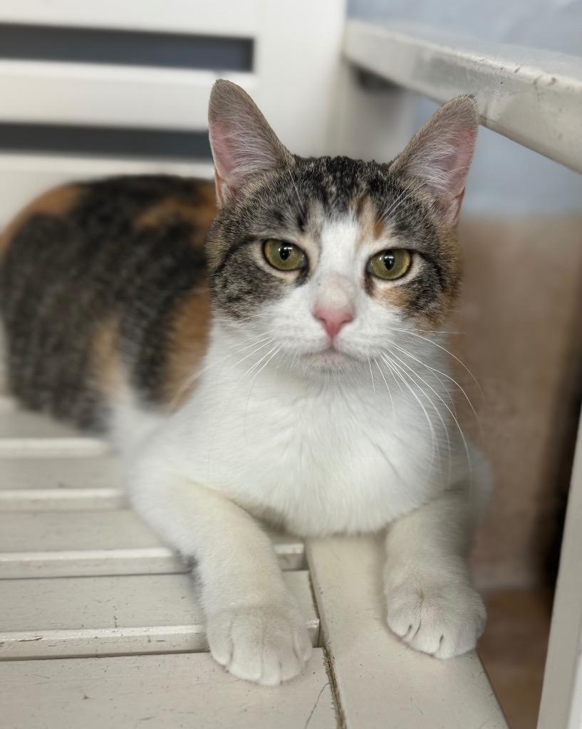 Enlarge Maeve, a Adoptable mixed breed in Hampton, VA image 3/3