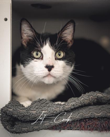 Enlarge Kitty, a Adoptable mixed breed in Kalispell, MT image 1/3