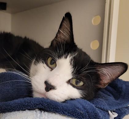 Enlarge Kitty, a Adoptable mixed breed in Kalispell, MT image 2/3