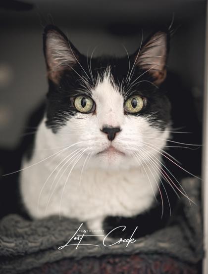 Enlarge Kitty, a Adoptable mixed breed in Kalispell, MT image 2/3