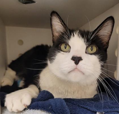 Kitty, a Adoptable mixed breed in Kalispell, MT image 2/2