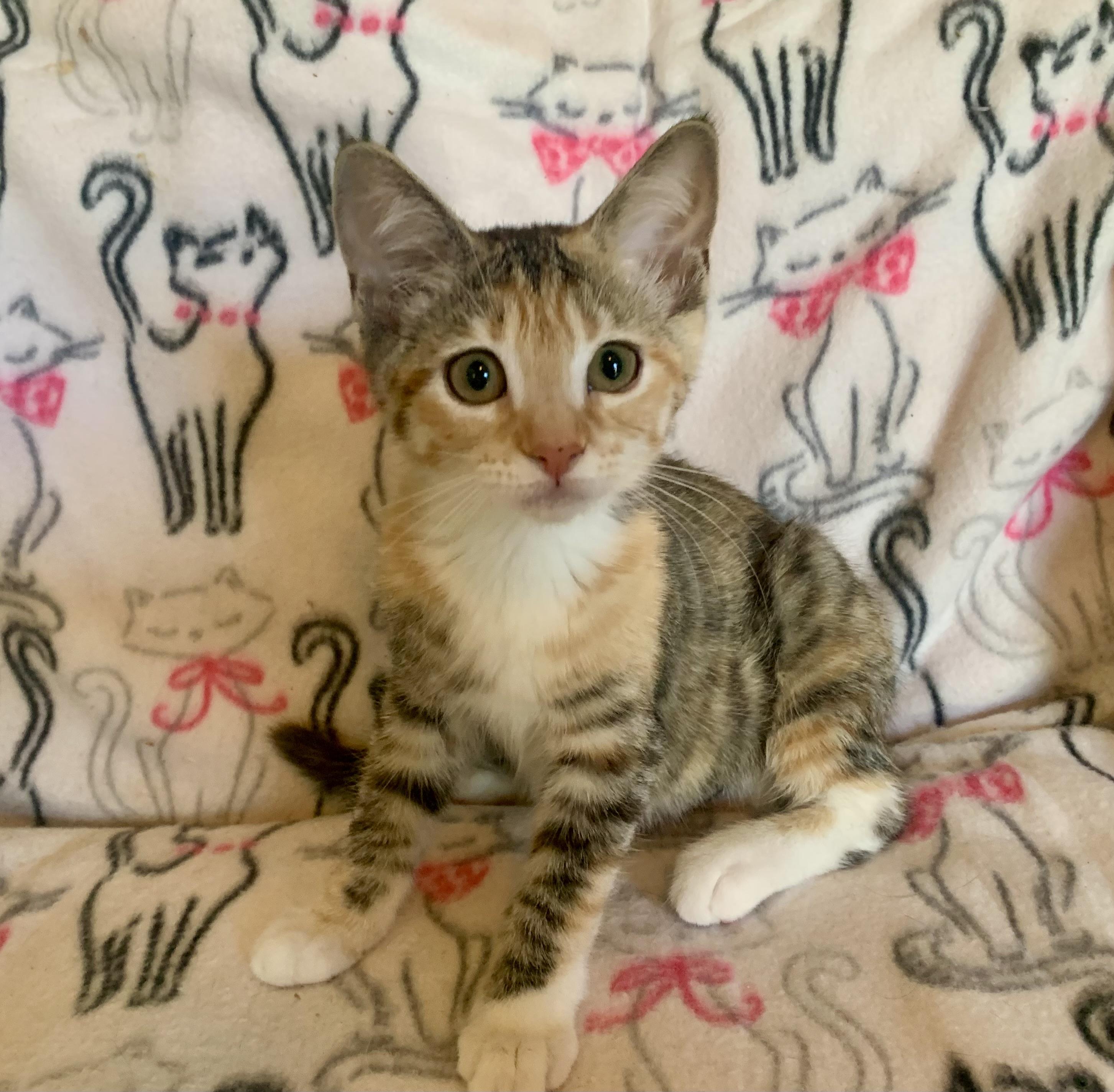 Snooky Fox, a ADOPTABLE mixed breed in San Jose, CA image 2/3