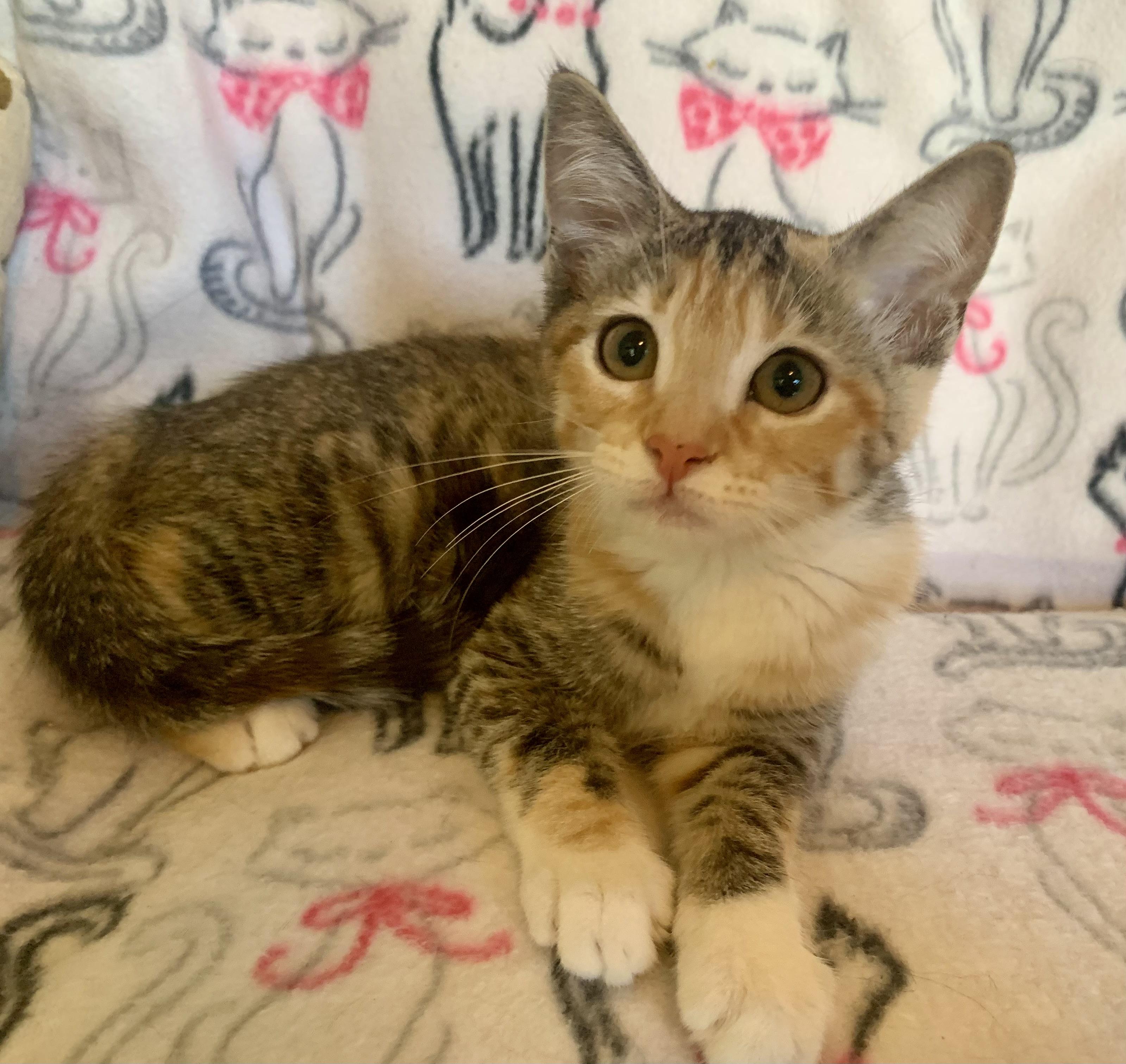 Snooky Fox, ADOPTABLE, Kitten Female Domestic Short Hair.