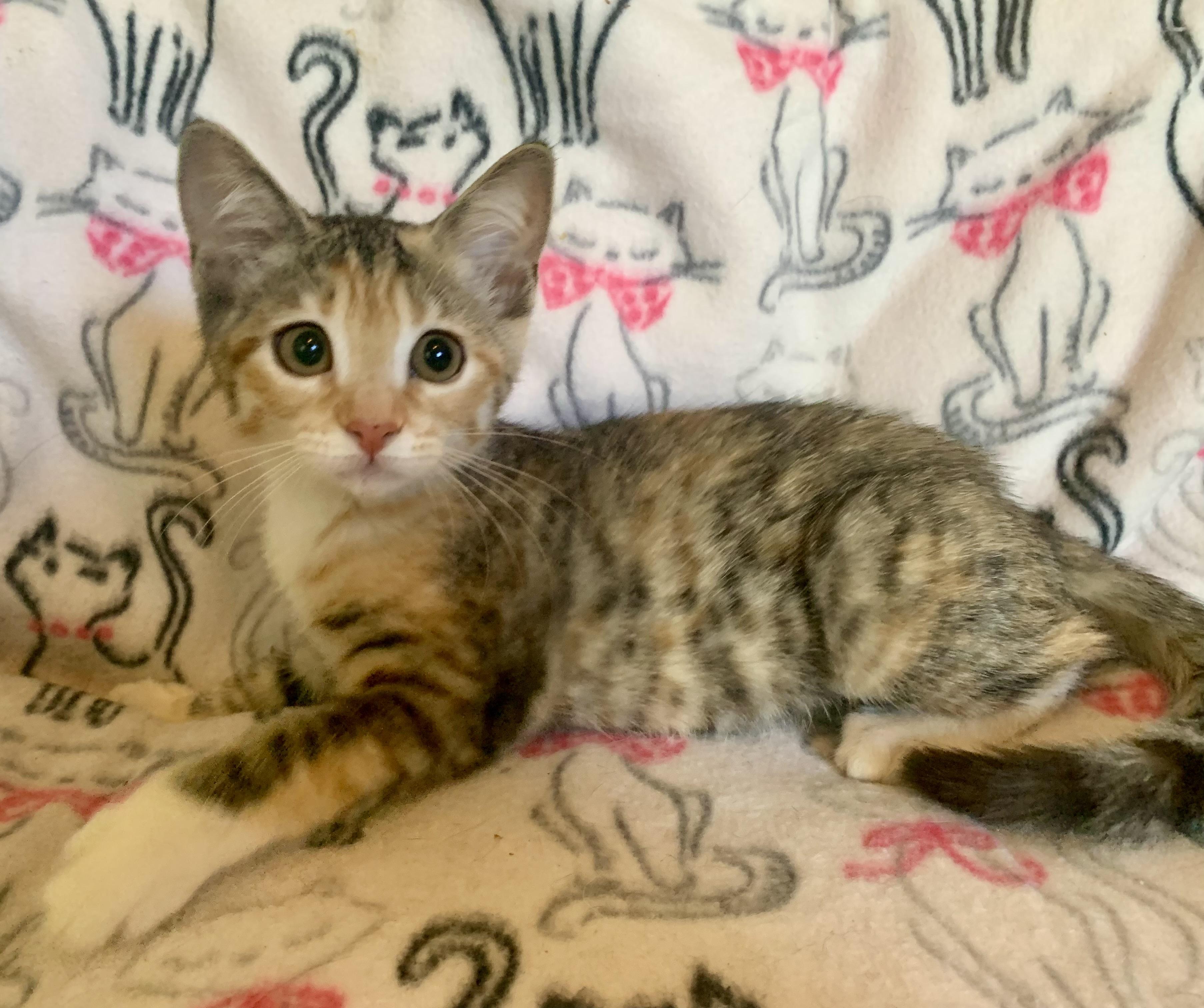 Snooky Fox, a ADOPTABLE mixed breed in San Jose, CA image 3/3