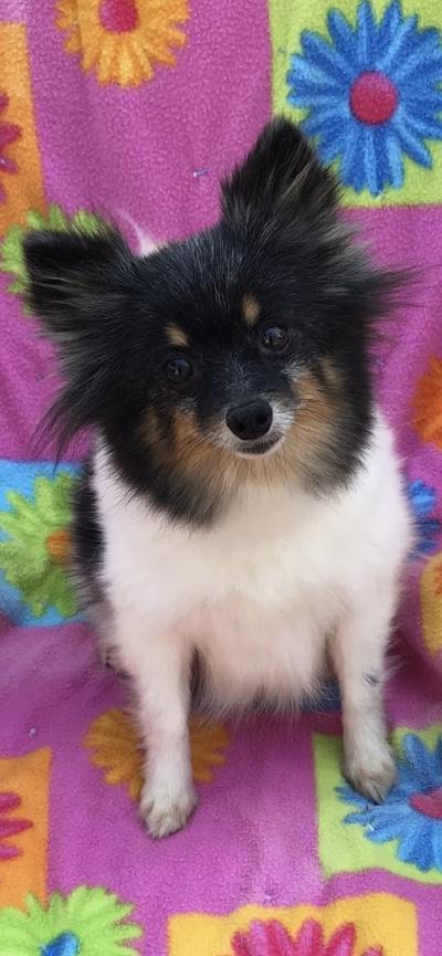 Carly Pop--SPUNKY MONKEY!, ADOPTABLE, Adult Female Pomeranian.