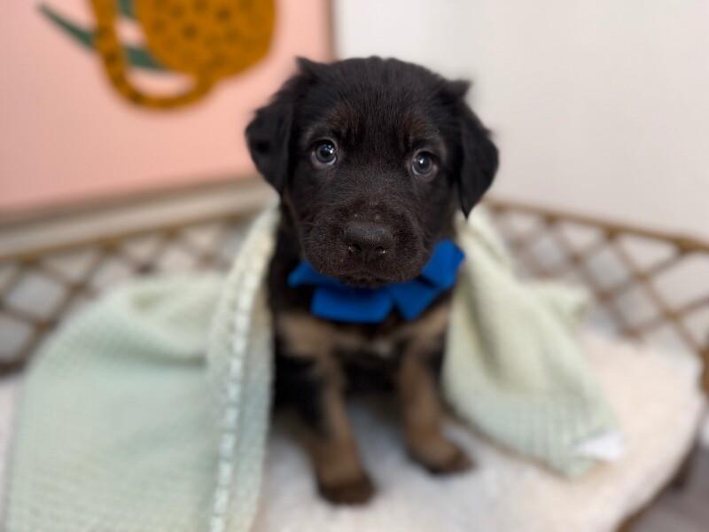 Peets Sweets — thumbnail 2