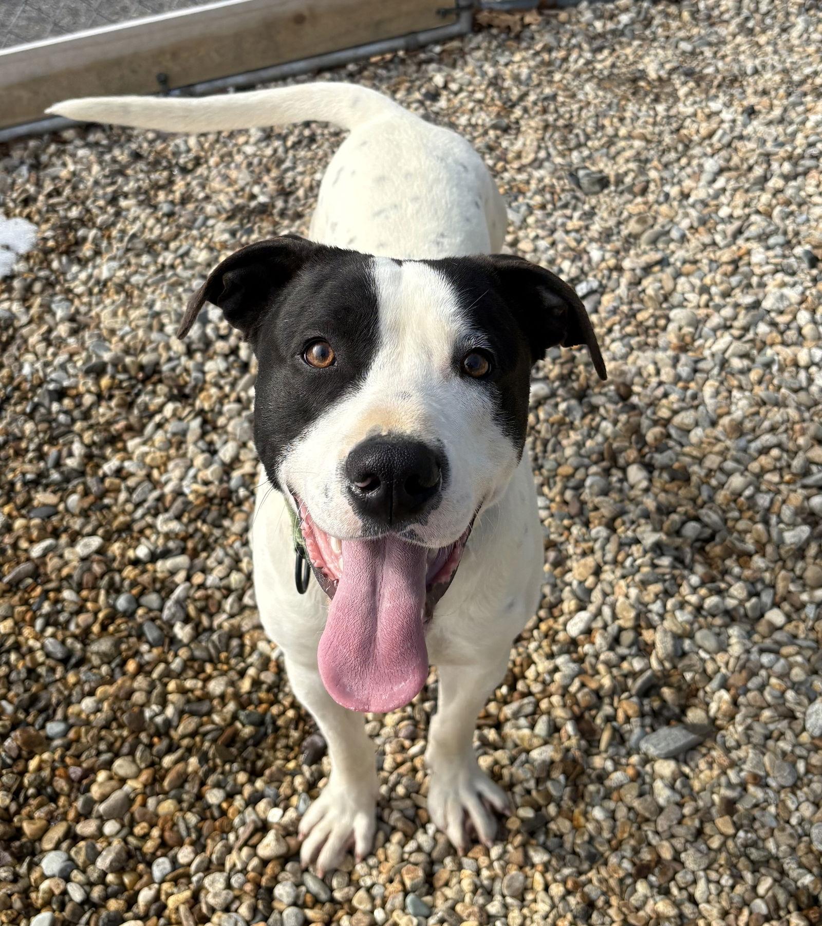 Enlarge Rune 11 months male, a Adopted Mixed Breed in Sterling, MA image 1/1