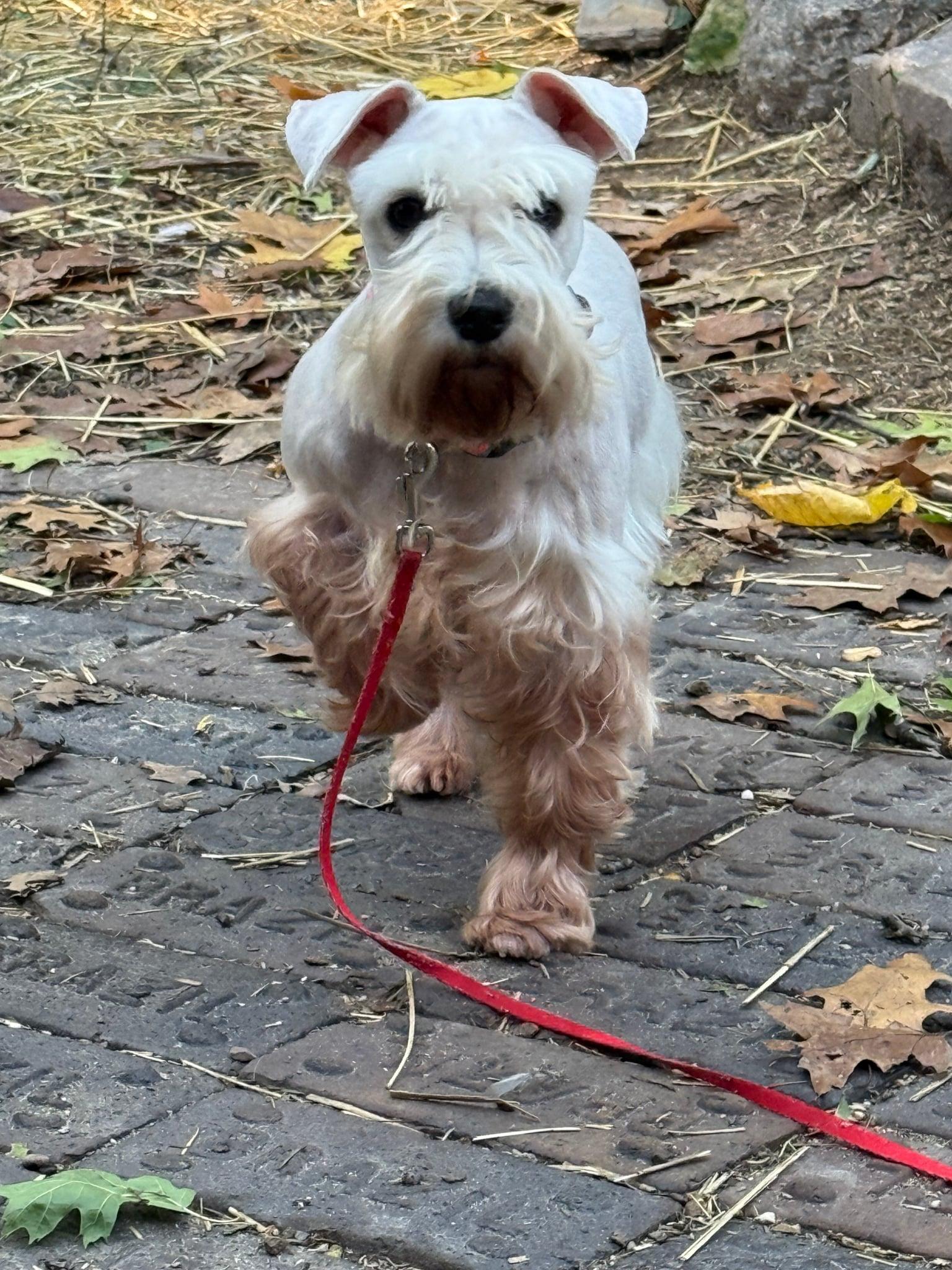 Lola