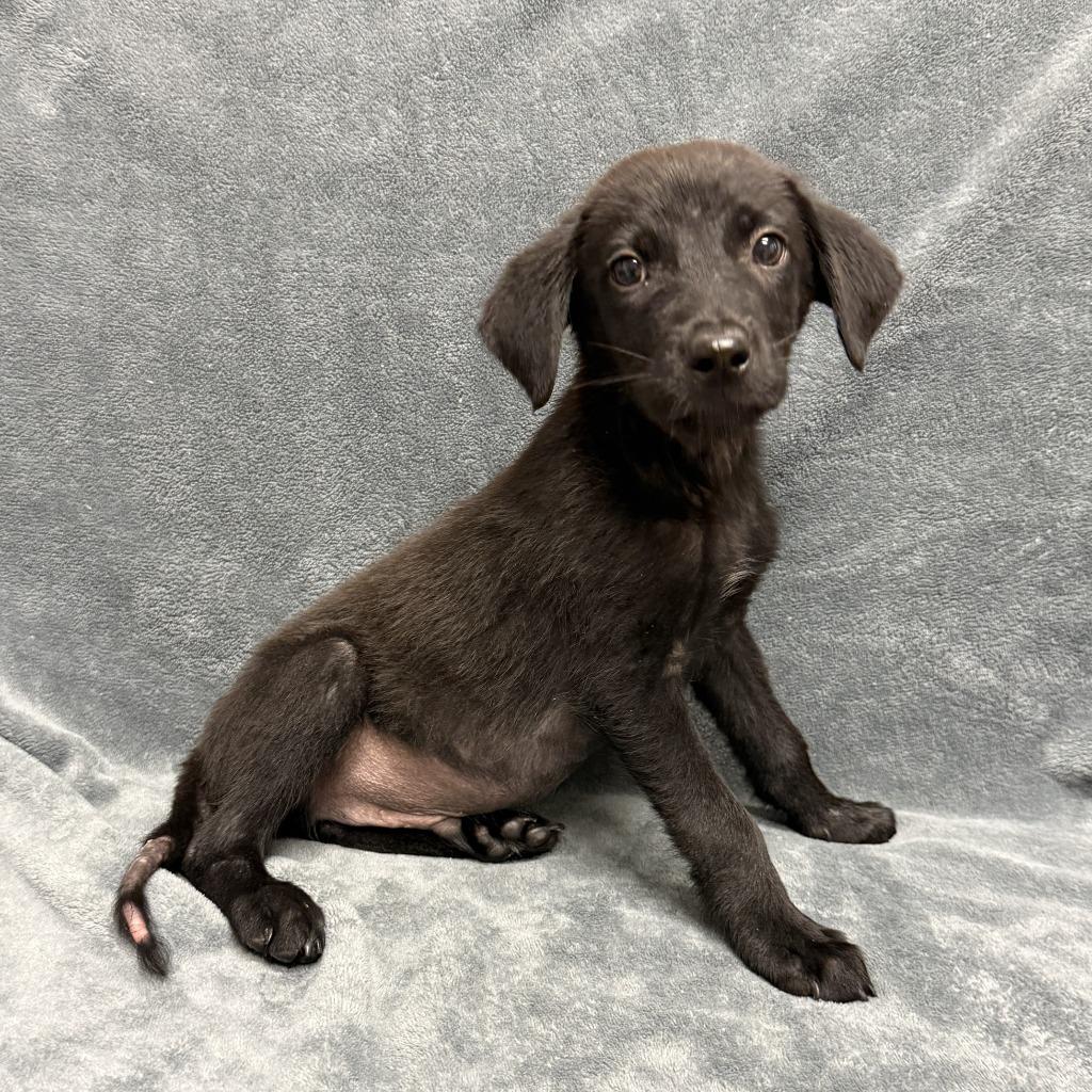 Dale, a Adoptable mixed breed in Brenham, TX image 3/6