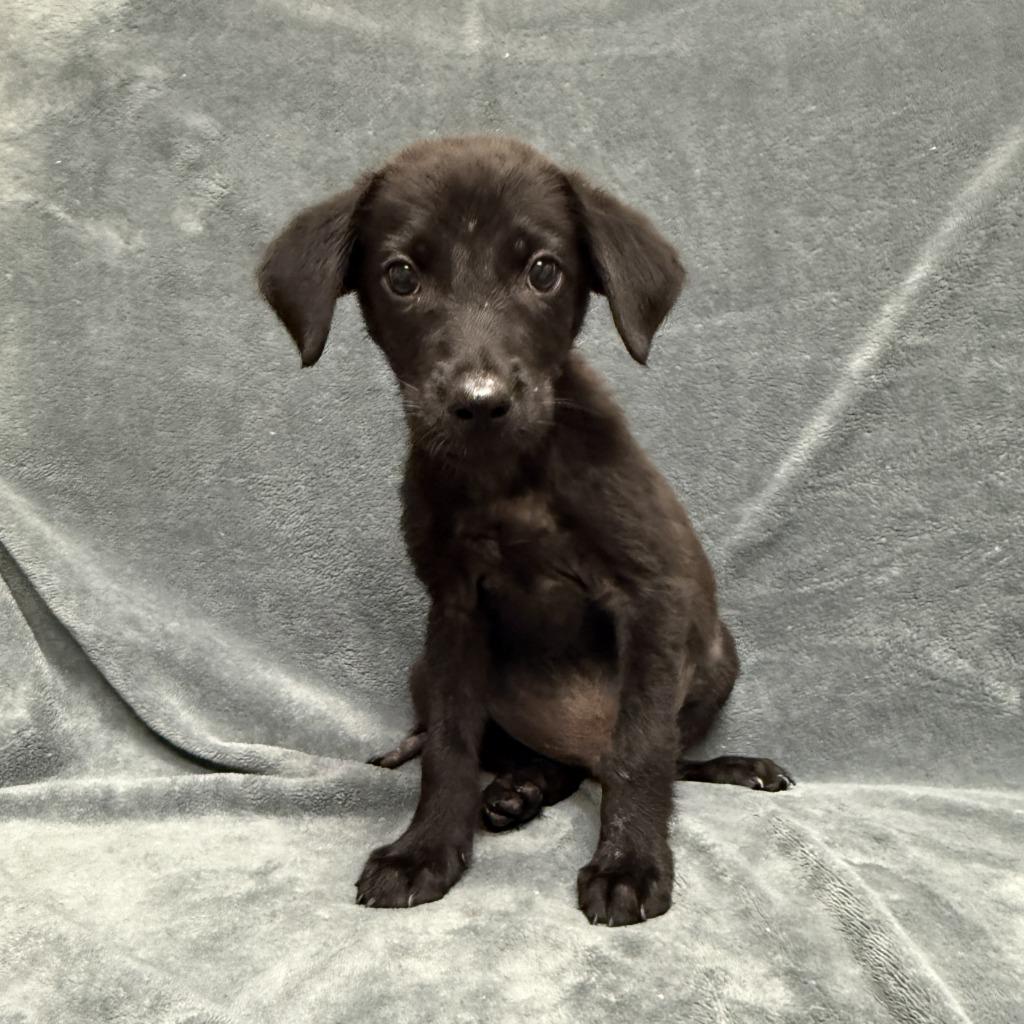 Dale, a Adoptable mixed breed in Brenham, TX image 5/6