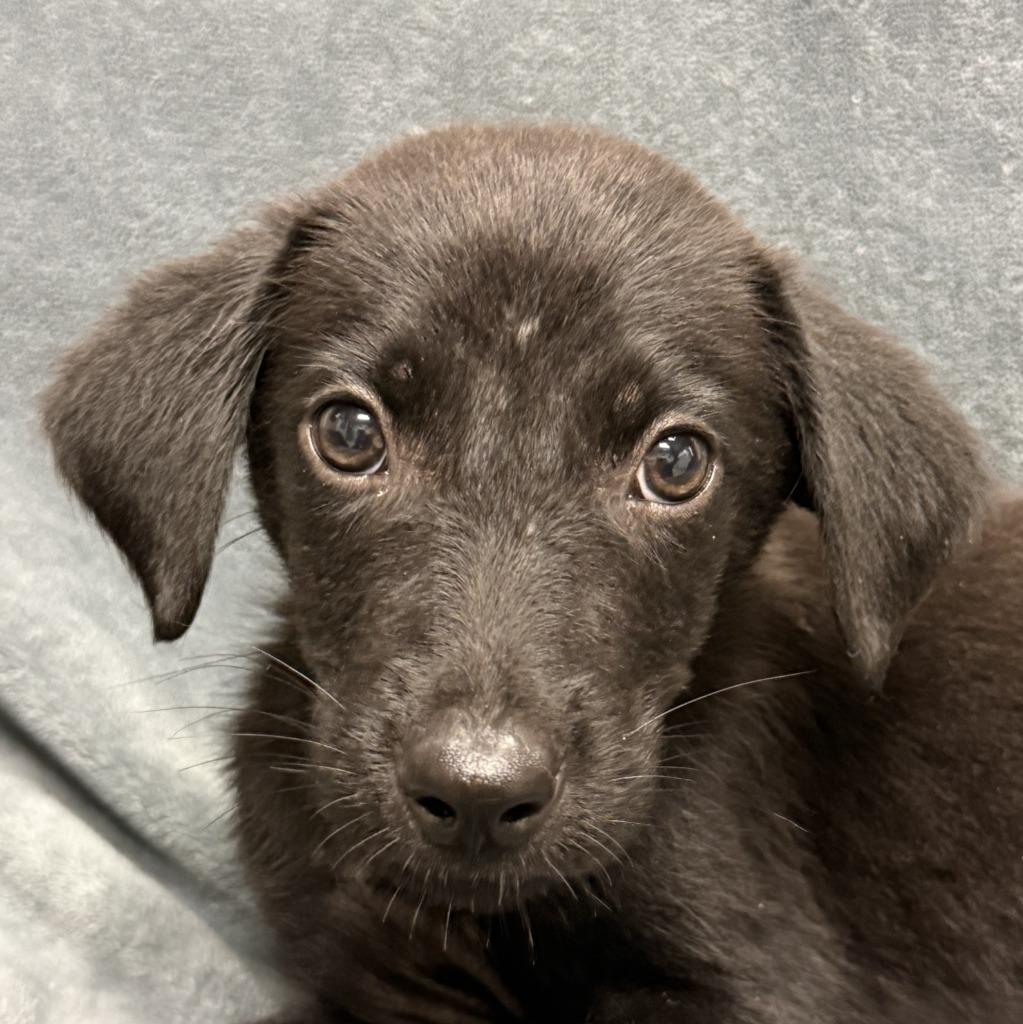 Dale, Adoptable, Puppy Male Labrador Retriever & Mixed Breed.