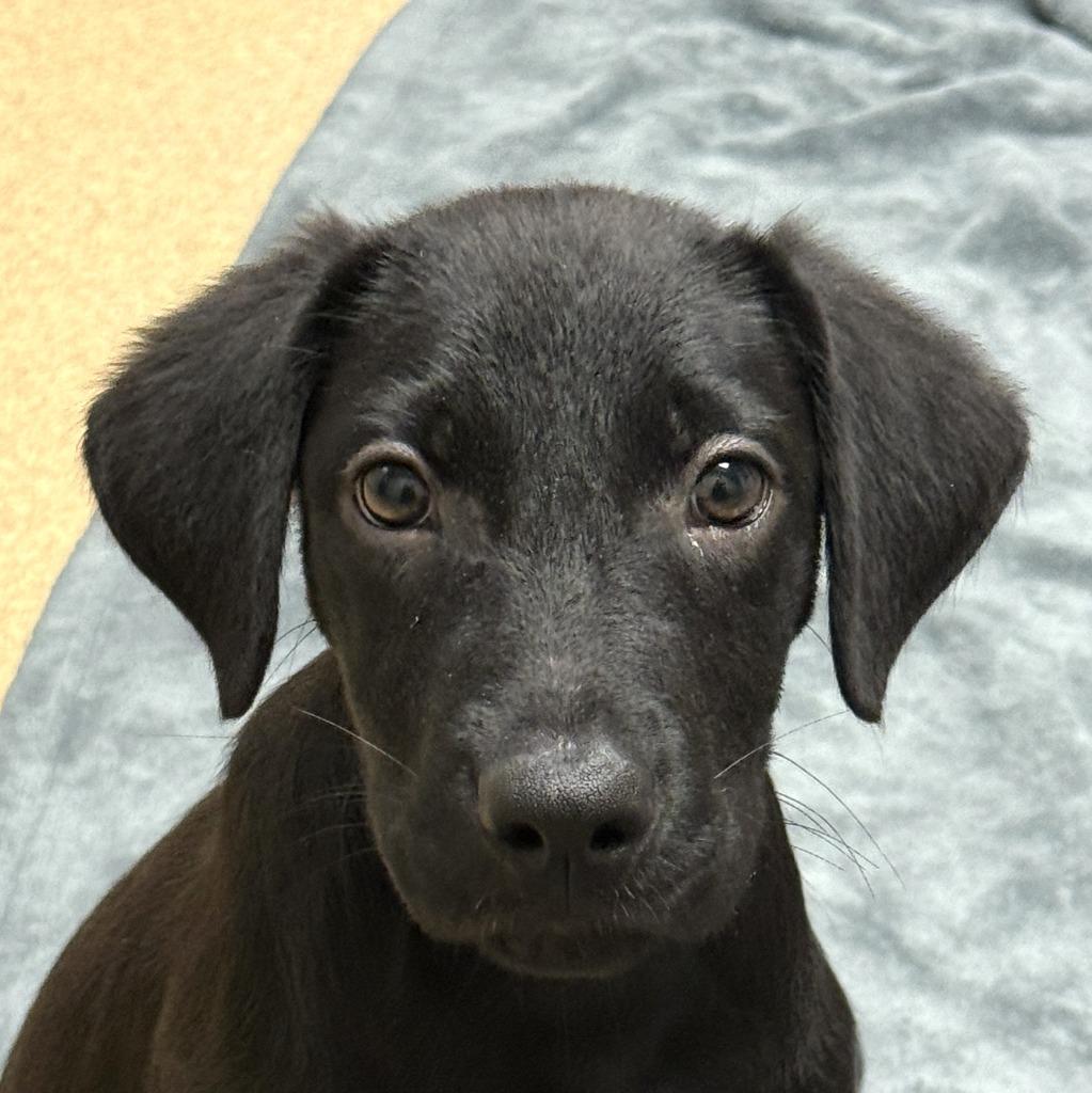 Dale, Adoptable, Puppy Male Labrador Retriever & Mixed Breed.