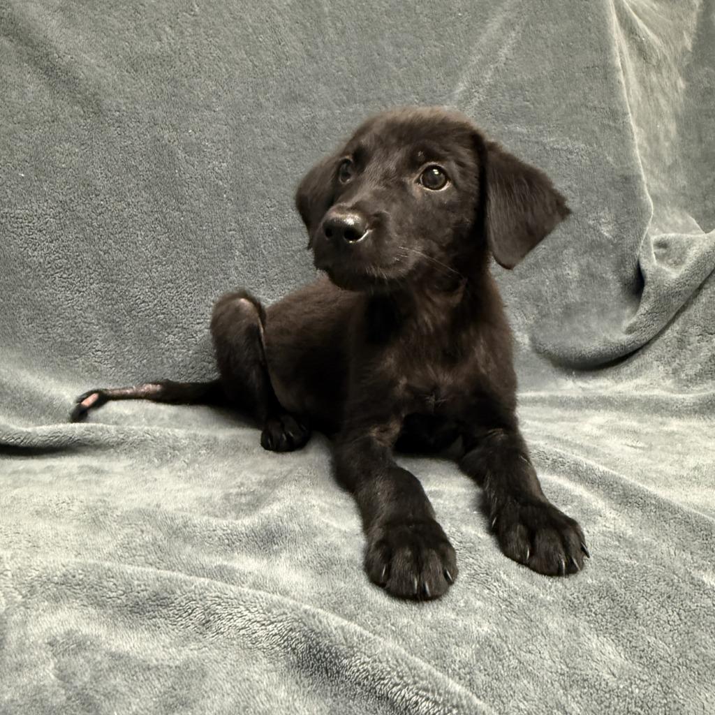 Dale, a Adoptable mixed breed in Brenham, TX image 2/6