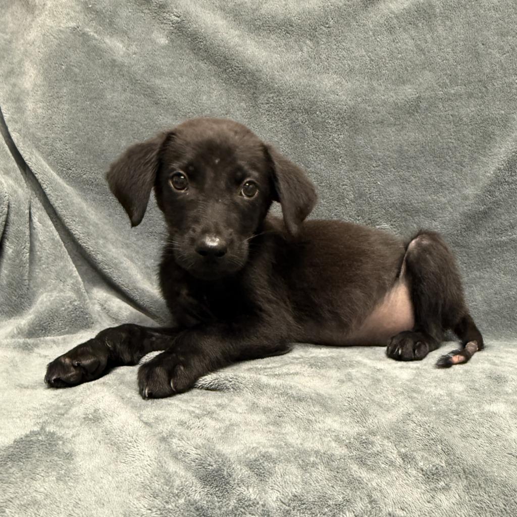Dale, a Adoptable mixed breed in Brenham, TX image 6/6