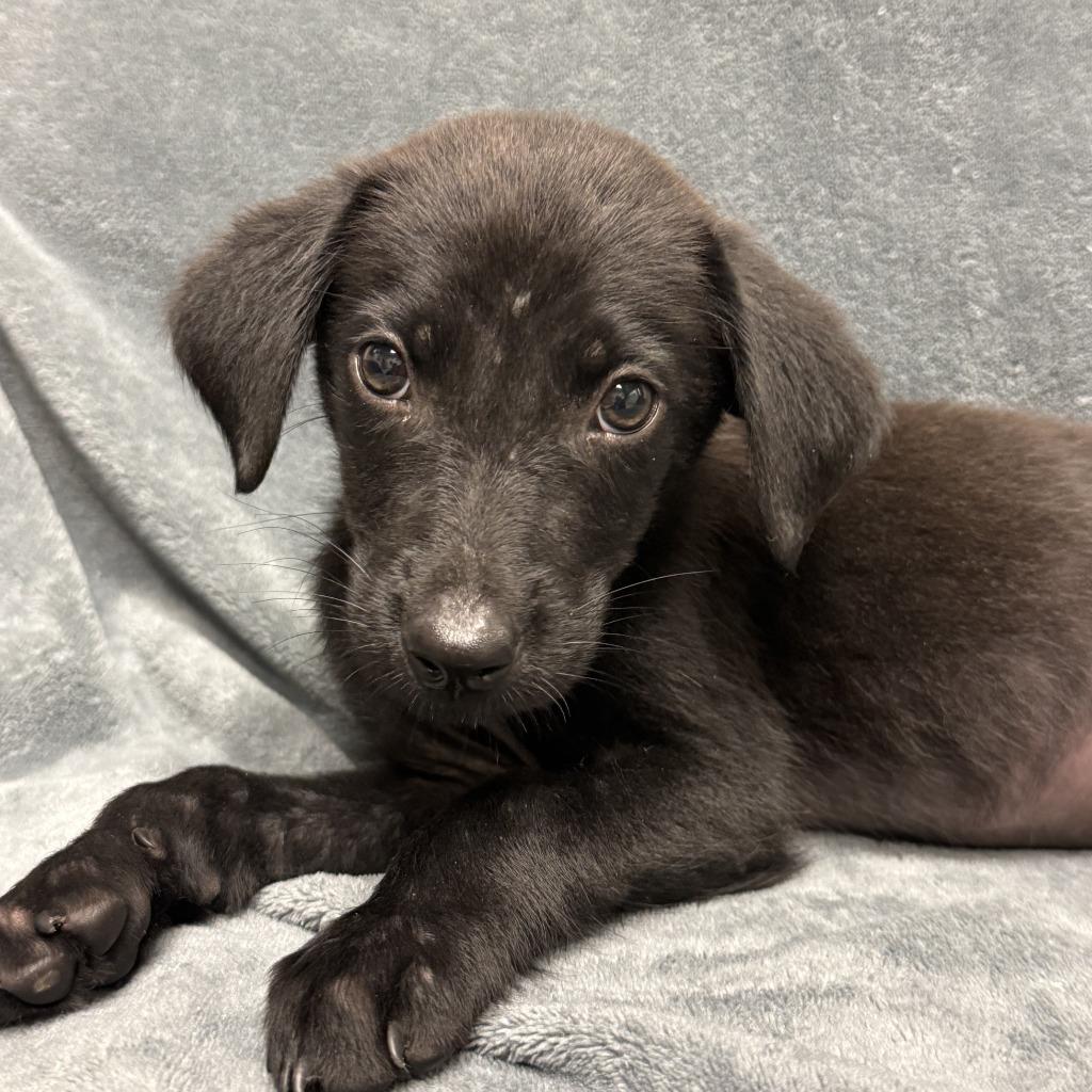 Dale, a Adoptable mixed breed in Brenham, TX image 4/6