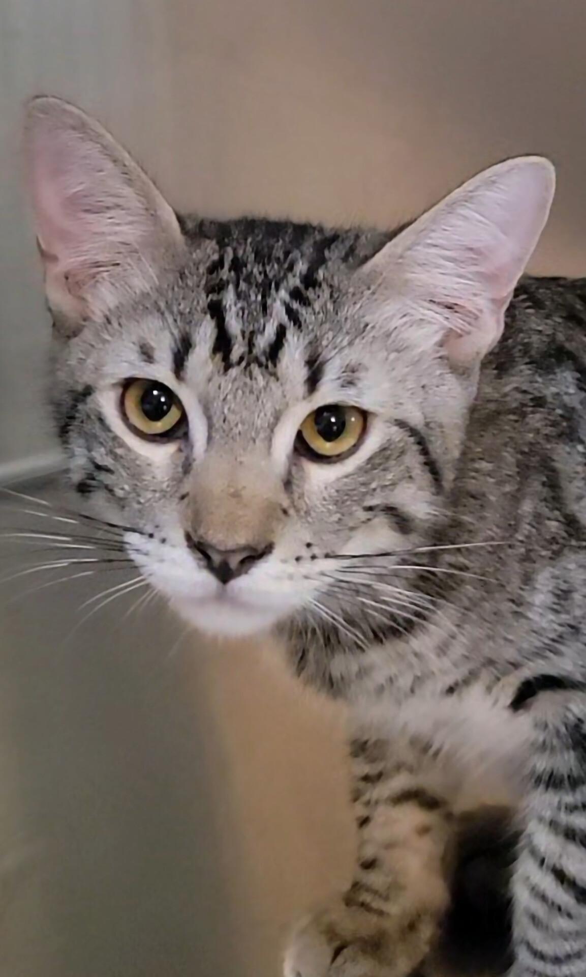 Enlarge Helios, a Adopted Domestic Short Hair in Scottsdale, AZ image 4/4