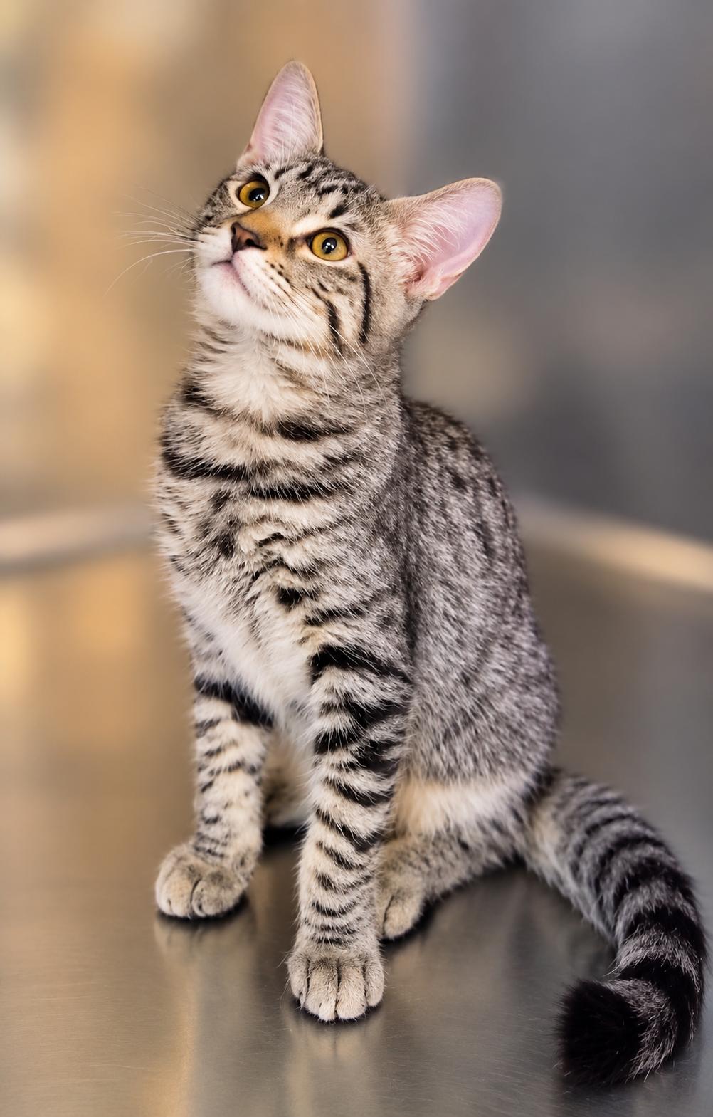 Helios, Adopted, Young Male Domestic Short Hair.