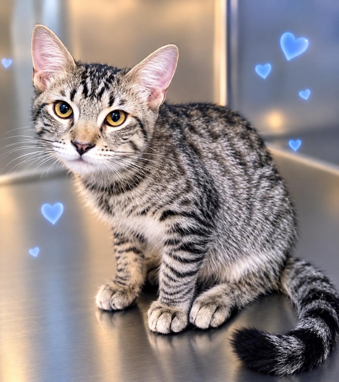 Enlarge Helios, a Adopted Domestic Short Hair in Scottsdale, AZ image 3/4
