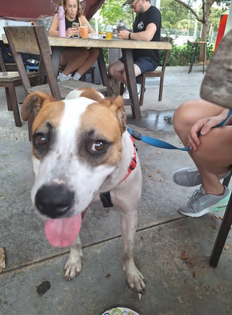 Meatstick, a Adoptable mixed breed in Lakeland, FL image 2/2