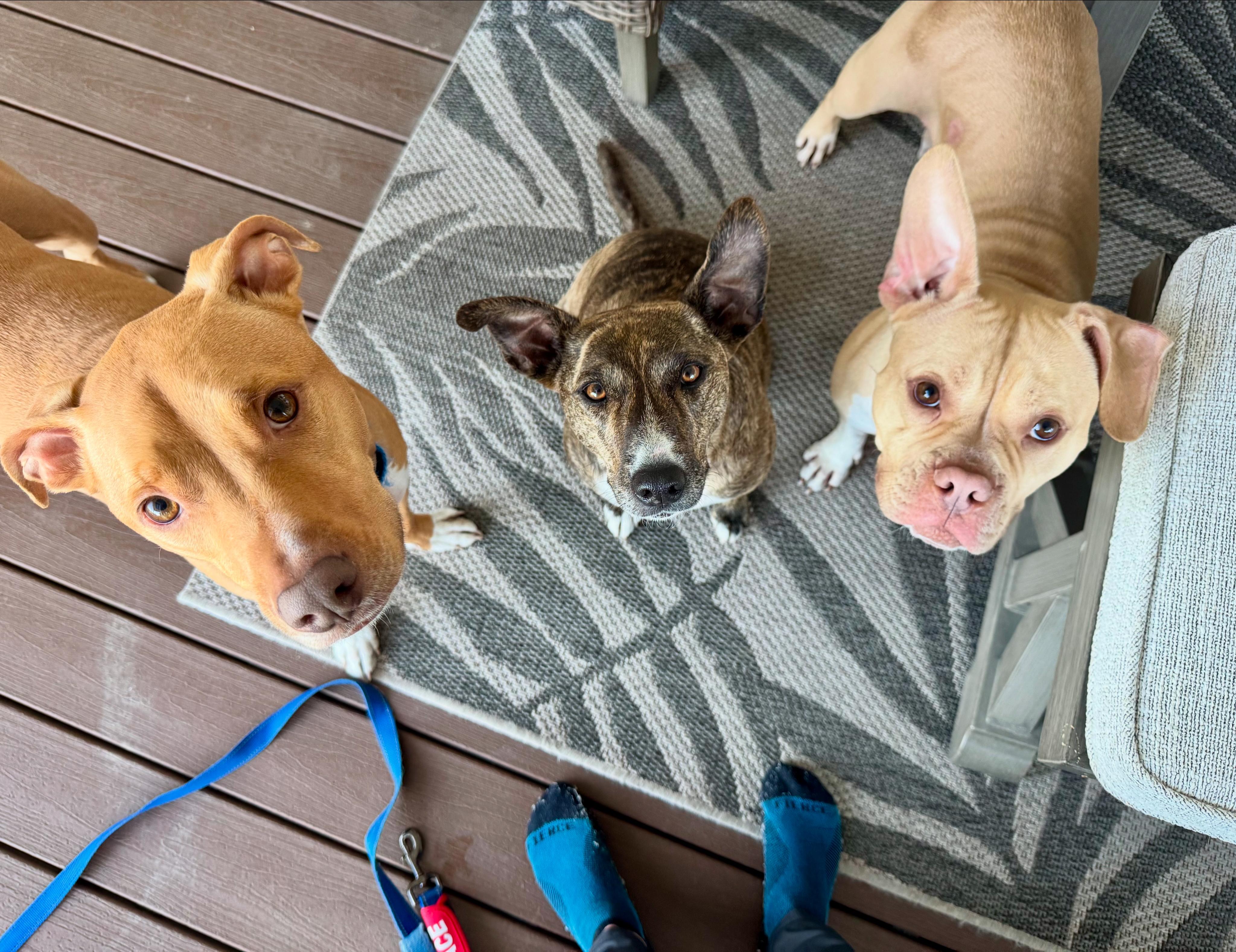 Audra, a Adoptable mixed breed in Carnegie, PA image 4/6