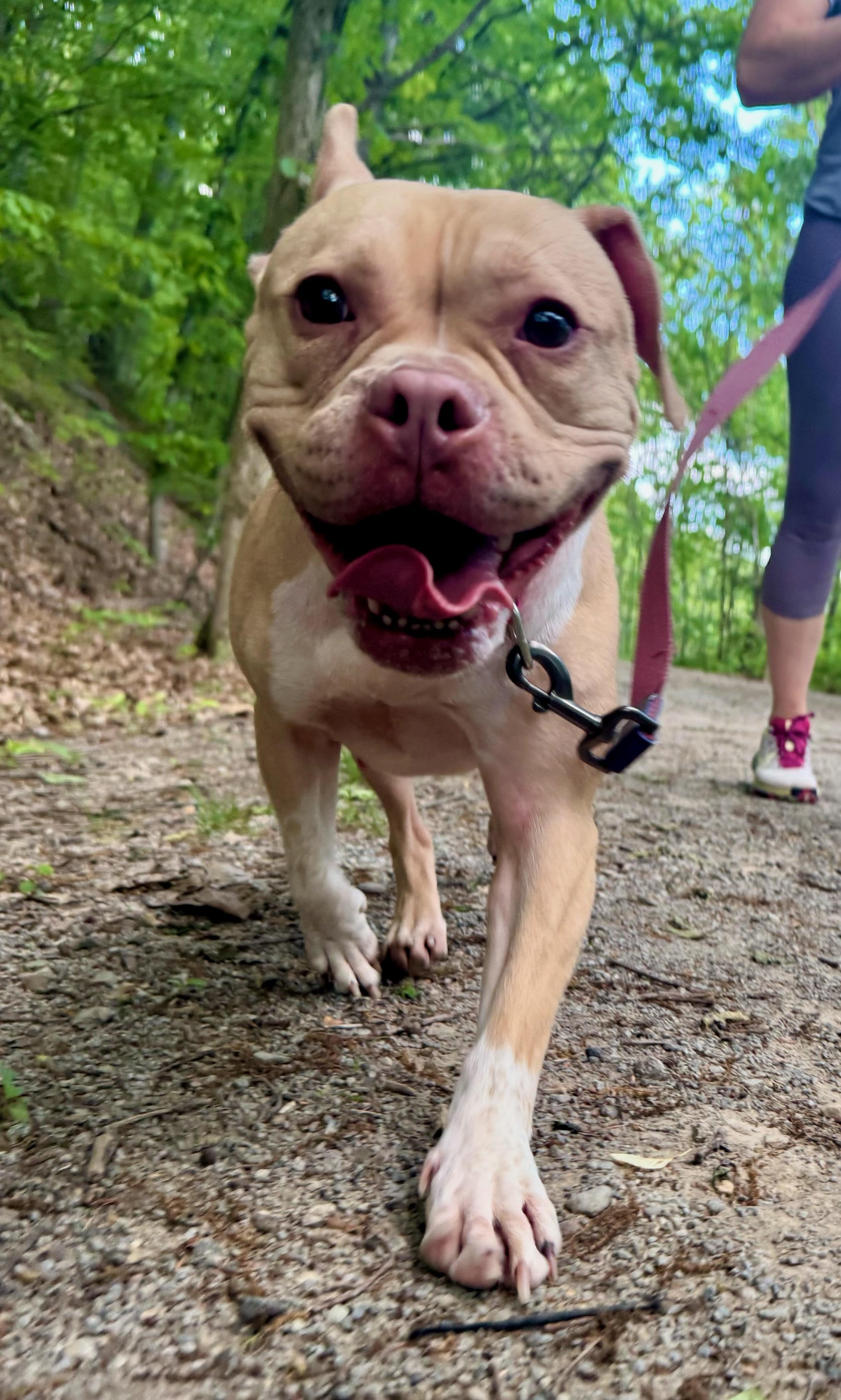 Audra, a Adoptable mixed breed in Carnegie, PA image 5/6