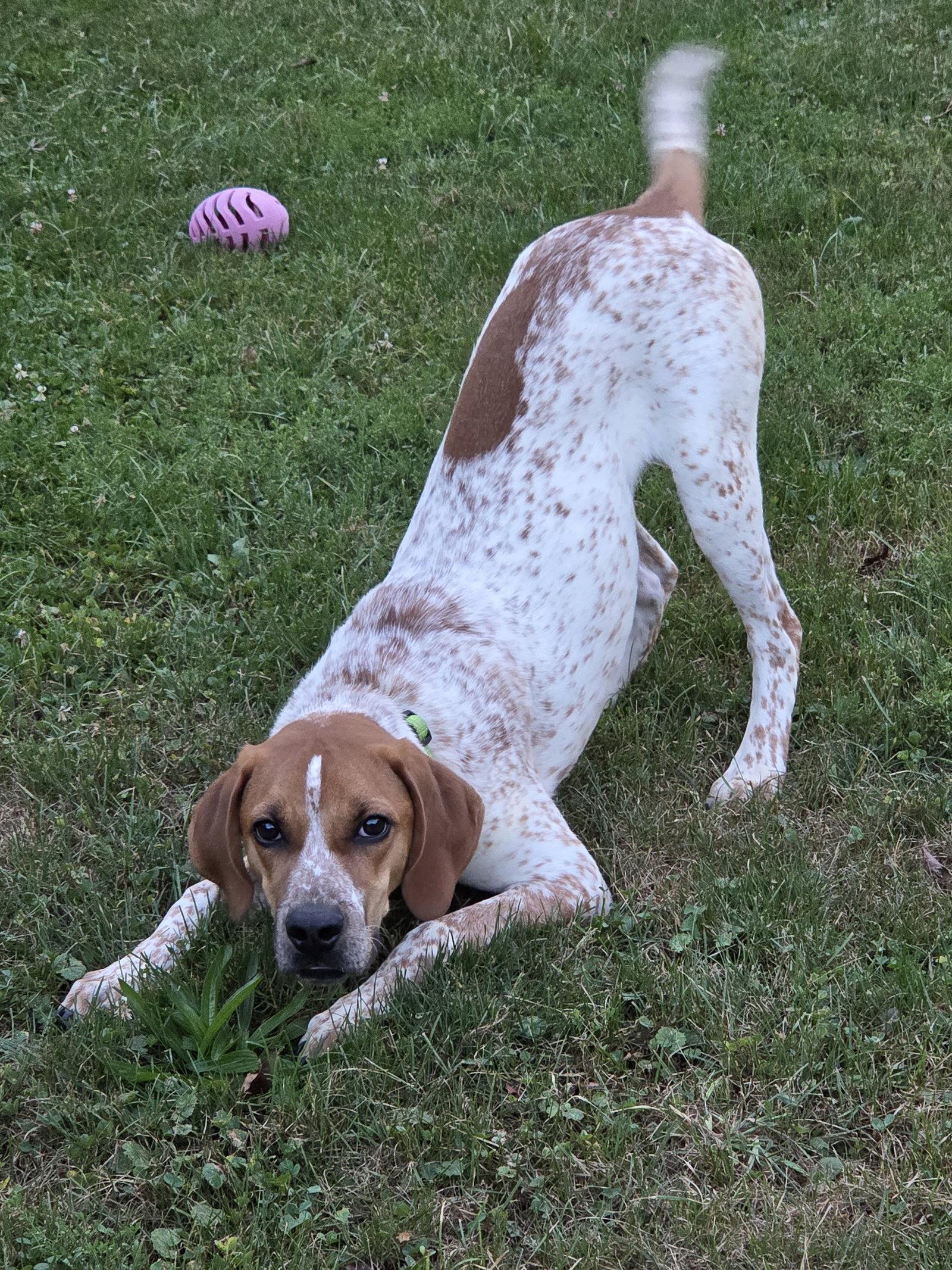 Courtesy post: Dodge, Adopted, Young Male Bluetick Coonhound & American Bulldog.