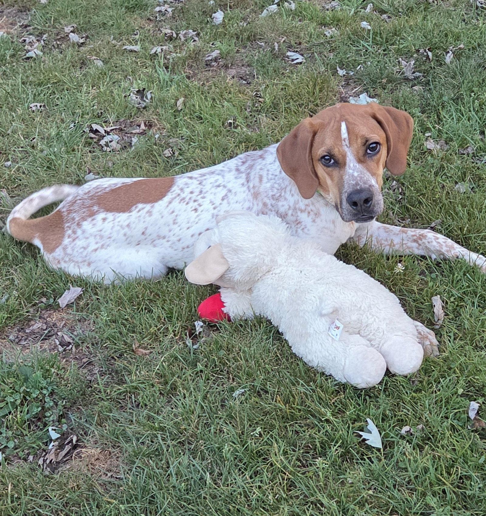 Enlarge Courtesy post: Dodge, a Adopted mixed breed in Cuyahoga Falls, OH image 2/3