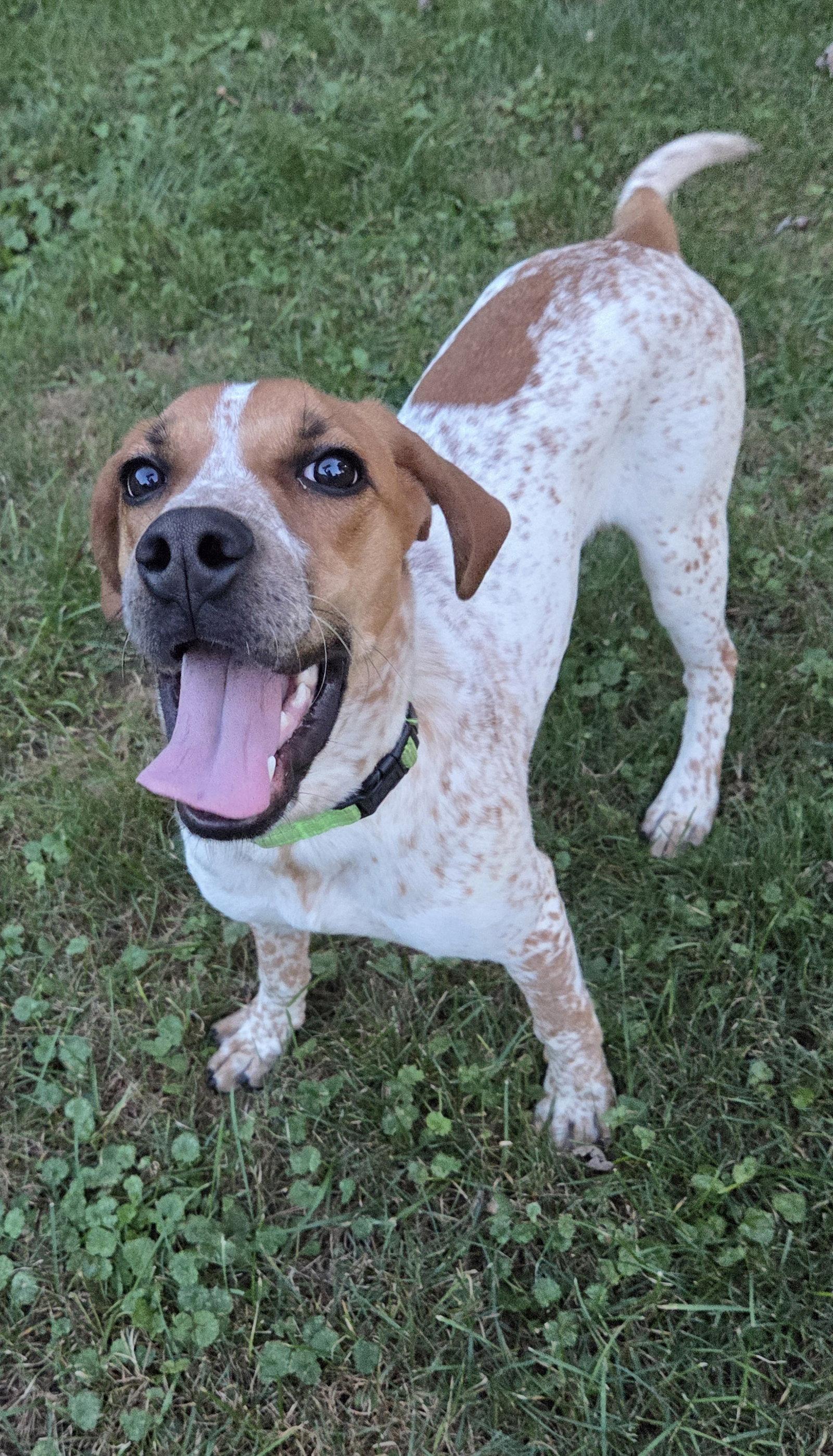 Enlarge Courtesy post: Dodge, a Adopted mixed breed in Cuyahoga Falls, OH image 3/3