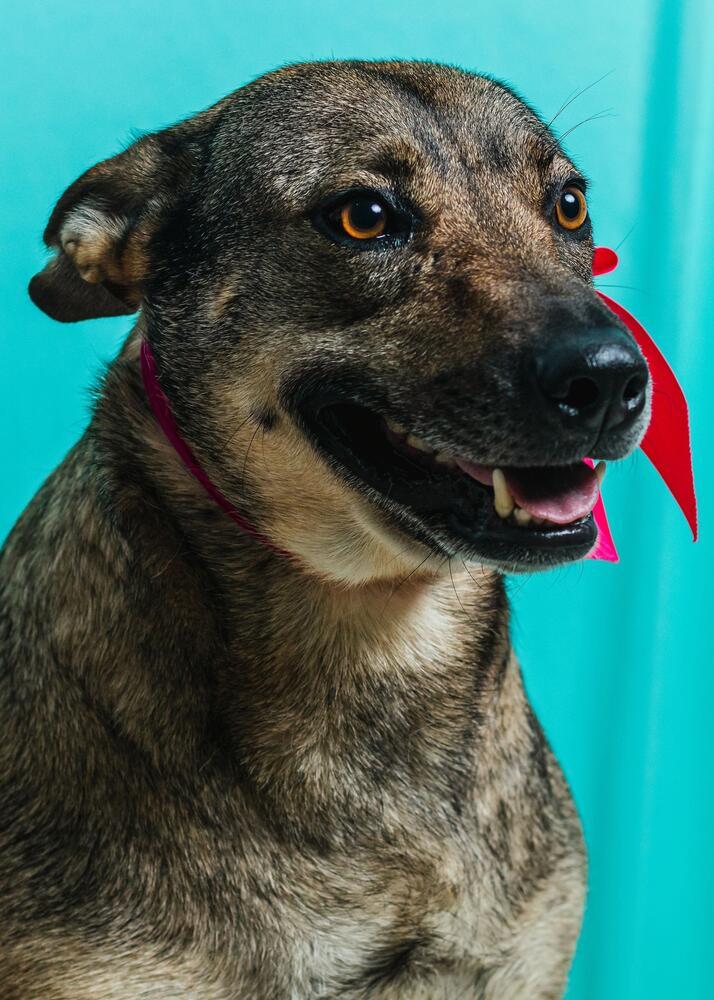 Enlarge Lilly, a Adoptable mixed breed in Calgary, AB image 2/3