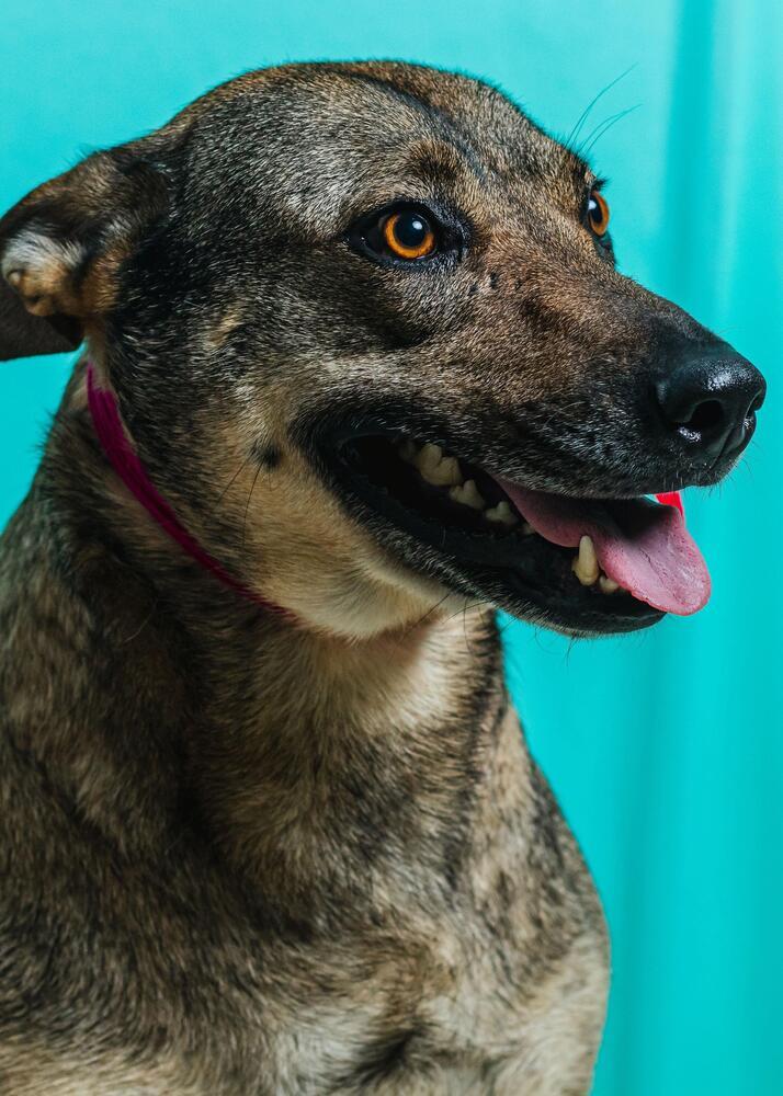 Enlarge Lilly, a Adoptable mixed breed in Calgary, AB image 3/3