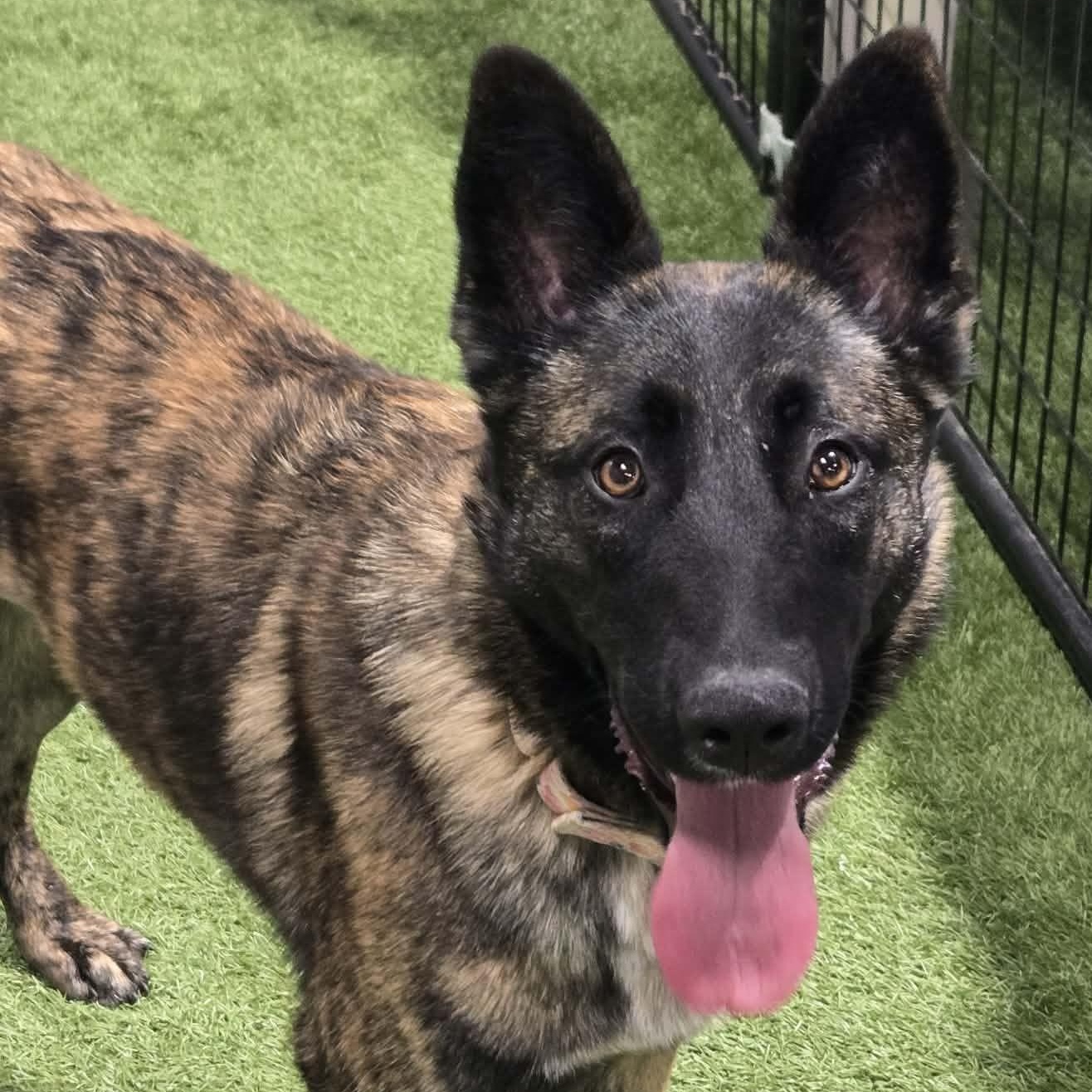 Enlarge Missile Mae, a ADOPTABLE Belgian Shepherd / Malinois in Racine, WI image 1/4