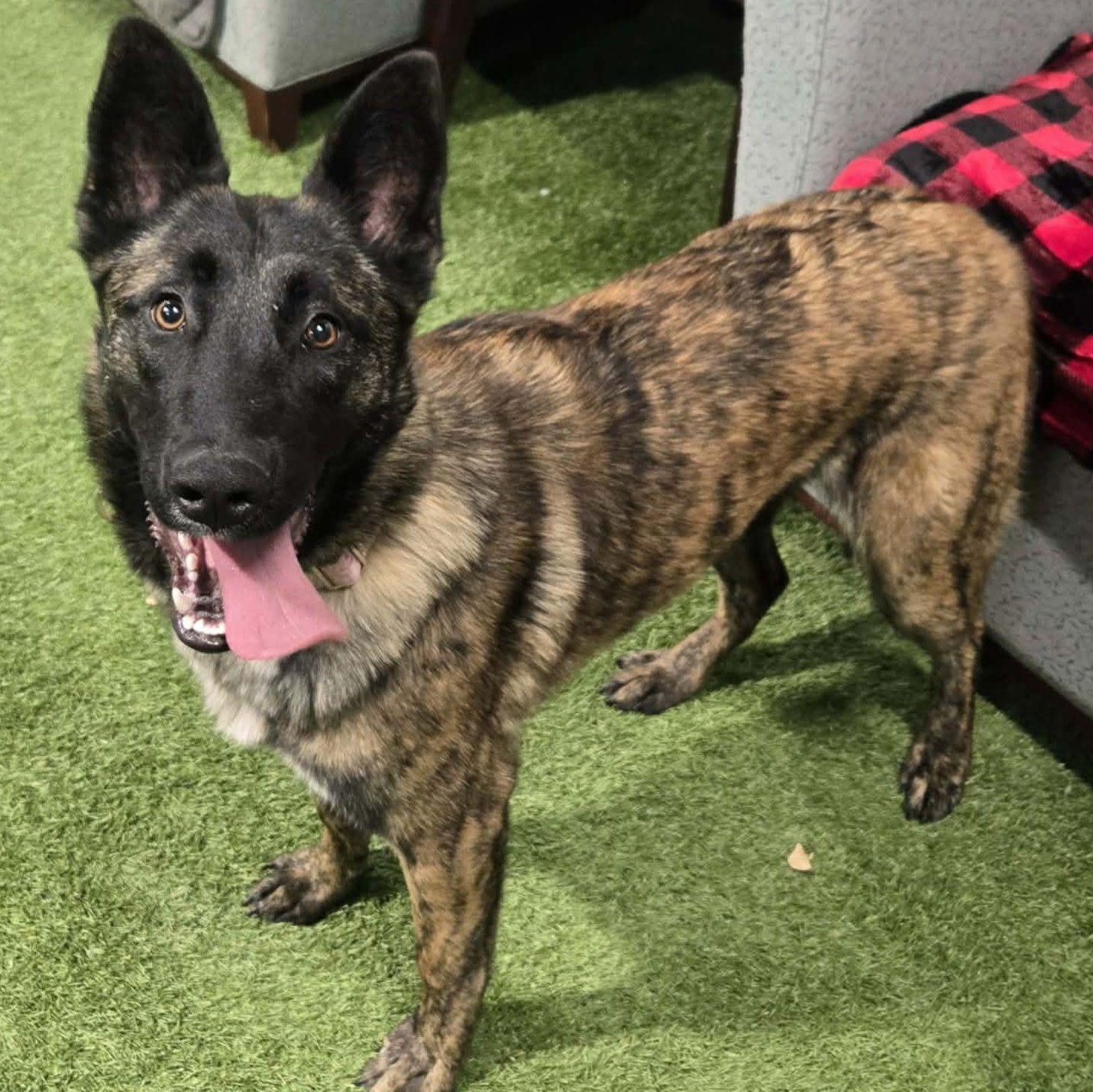 Enlarge Missile Mae, a ADOPTABLE Belgian Shepherd / Malinois in Racine, WI image 3/4
