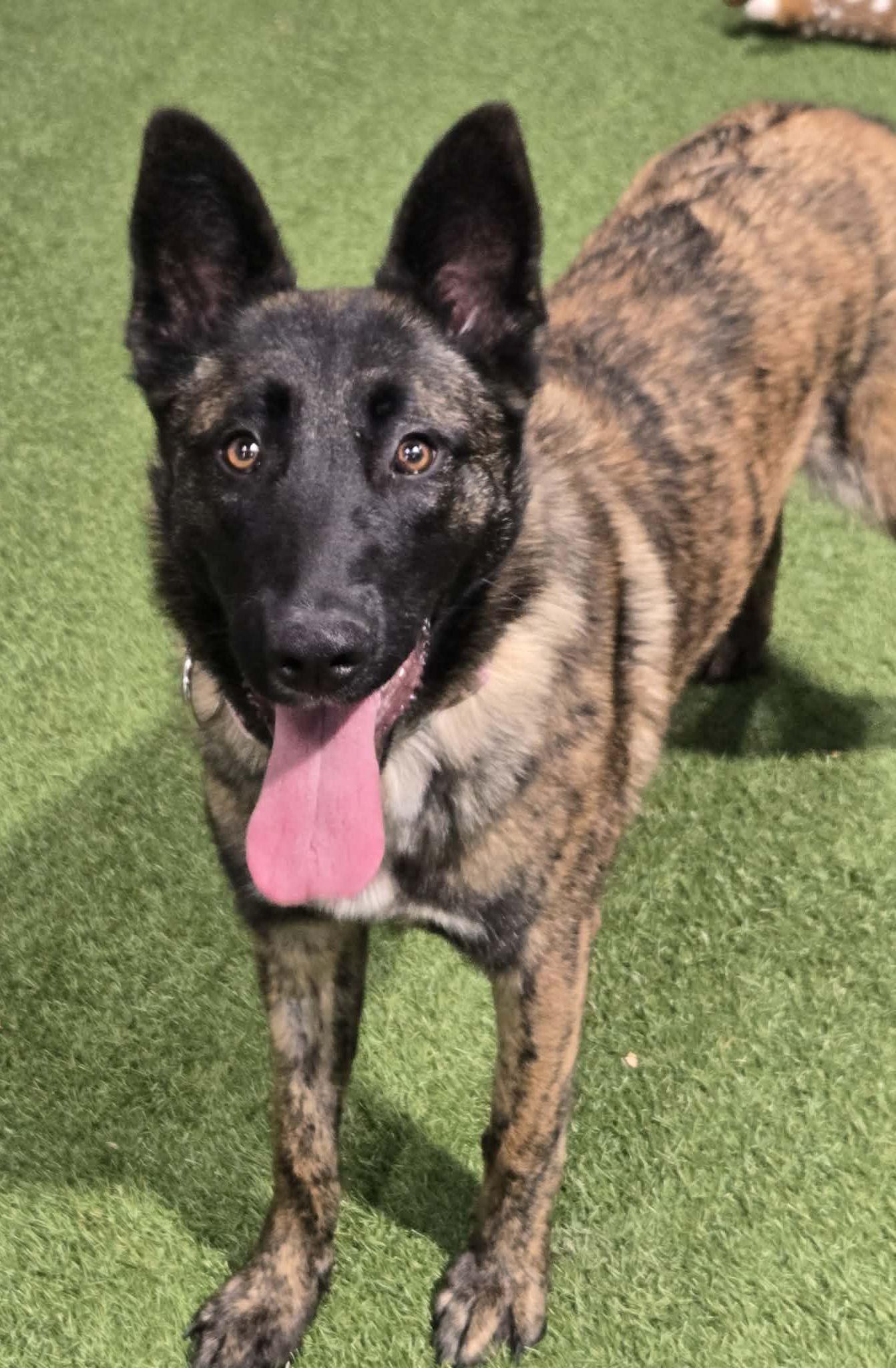 Enlarge Missile Mae, a ADOPTABLE Belgian Shepherd / Malinois in Racine, WI image 2/4