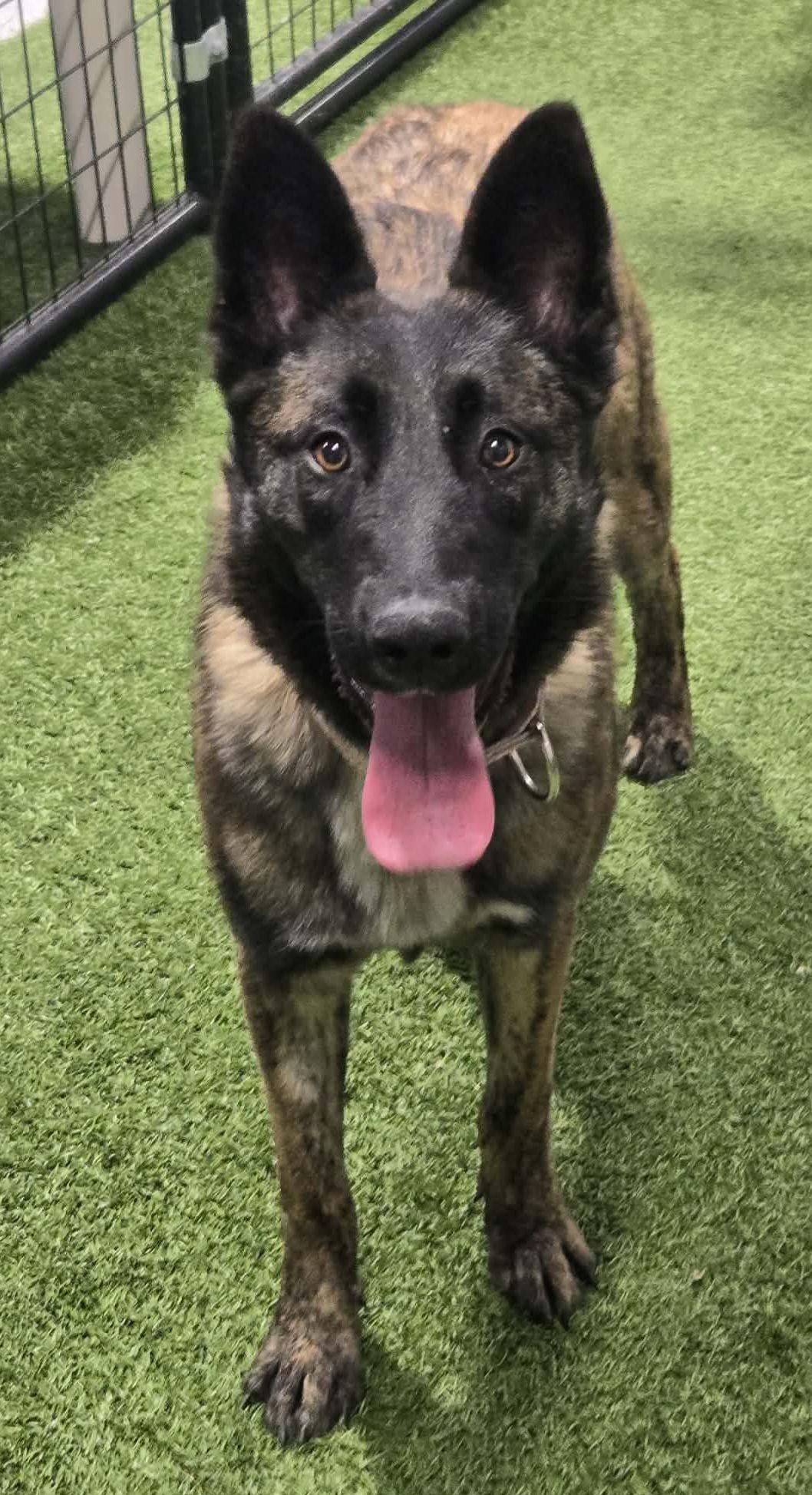 Enlarge Missile Mae, a ADOPTABLE Belgian Shepherd / Malinois in Racine, WI image 4/4