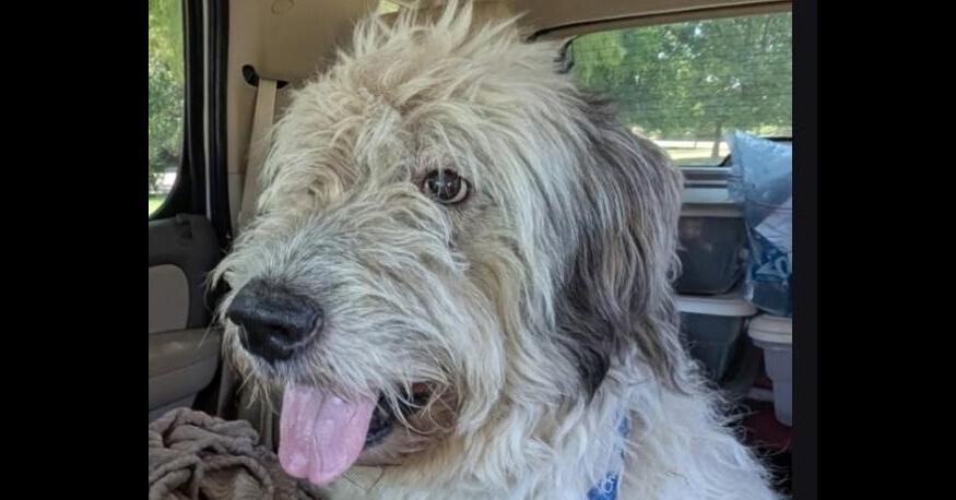 Ryker, Adoptable, Adult Male Old English Sheepdog.