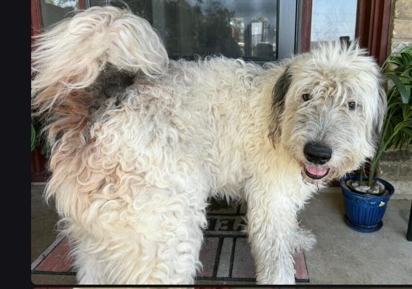 Enlarge Ryker, a Adoptable mixed breed in Dallas, TX image 2/6