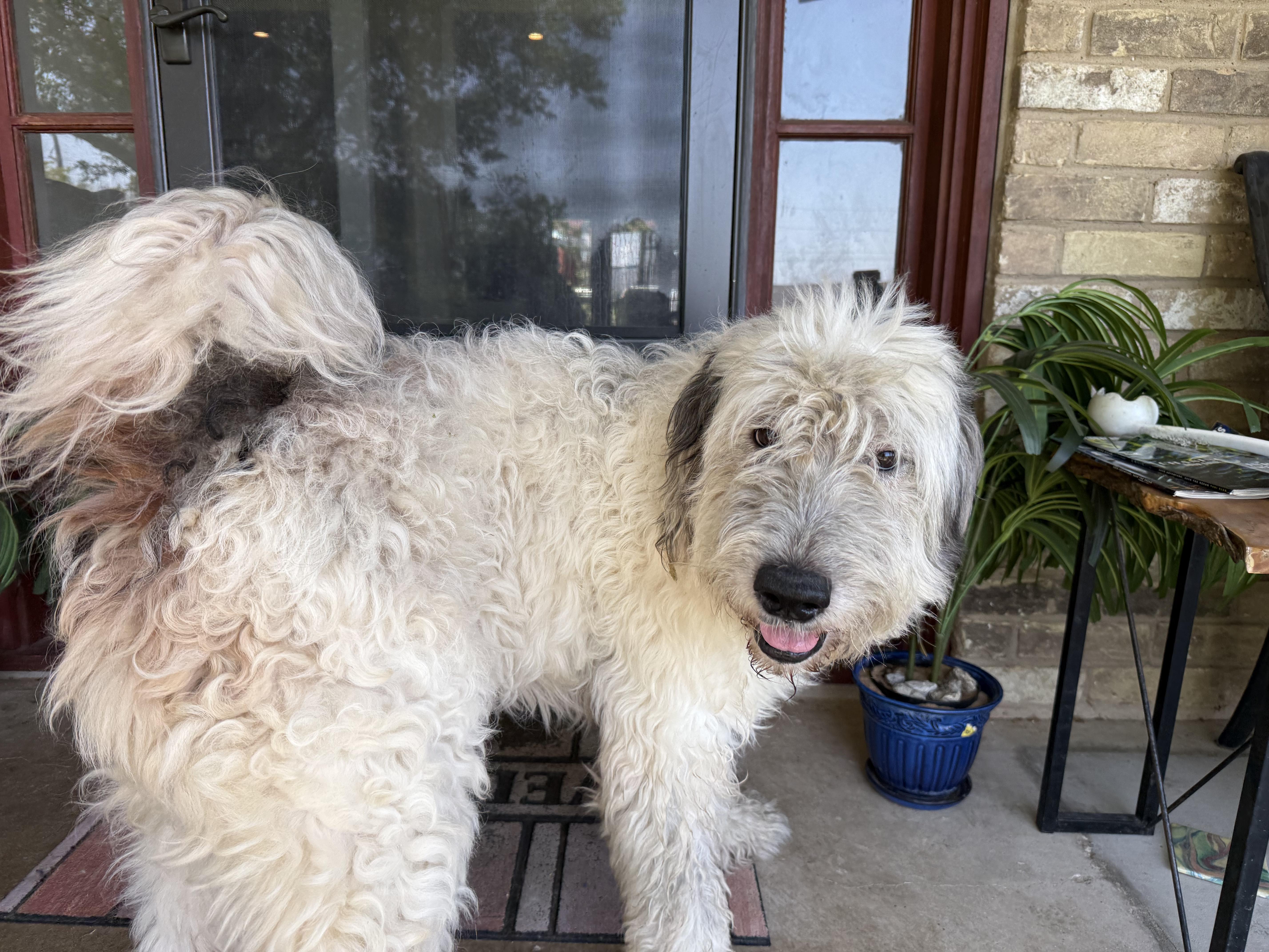 Enlarge Ryker, a Adoptable mixed breed in Dallas, TX image 3/6