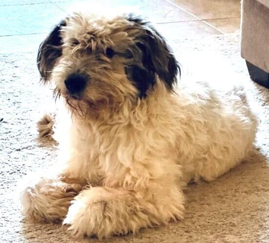 Enlarge Ryker, a Adoptable mixed breed in Dallas, TX image 4/6