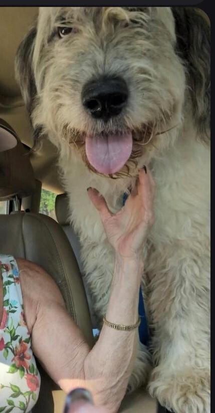 Enlarge Ryker, a Adoptable mixed breed in Dallas, TX image 6/6