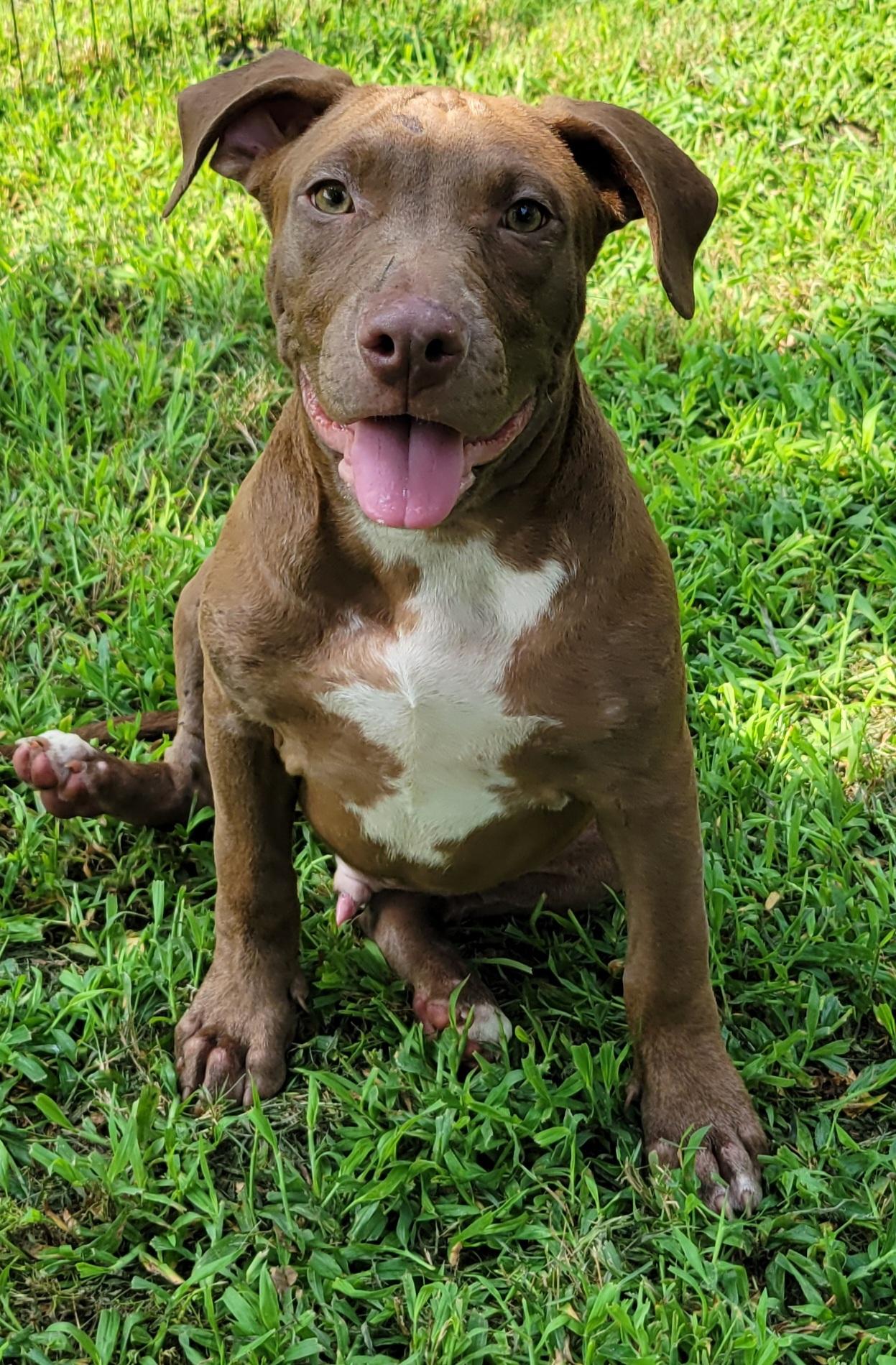 Dudley, Adoptable, Puppy Male Labrador Retriever & Boxer.