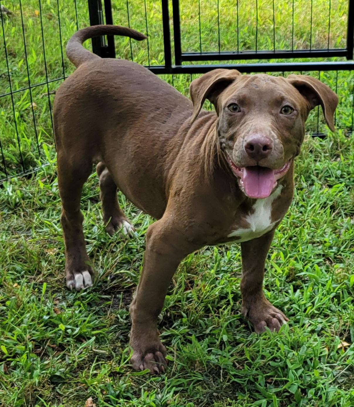 Dudley, a Adoptable mixed breed in Elwood, NJ image 2/4