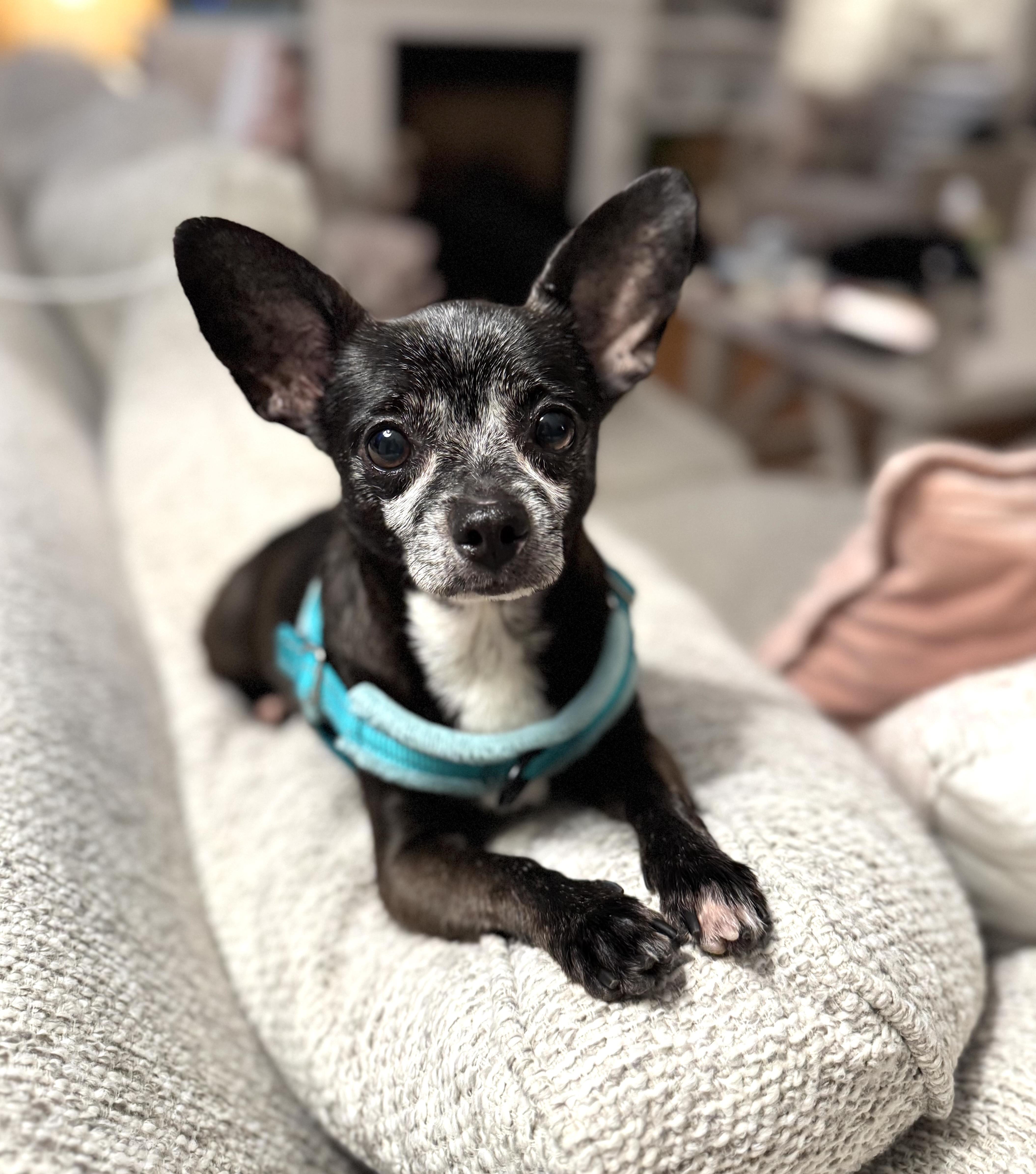 Oliver