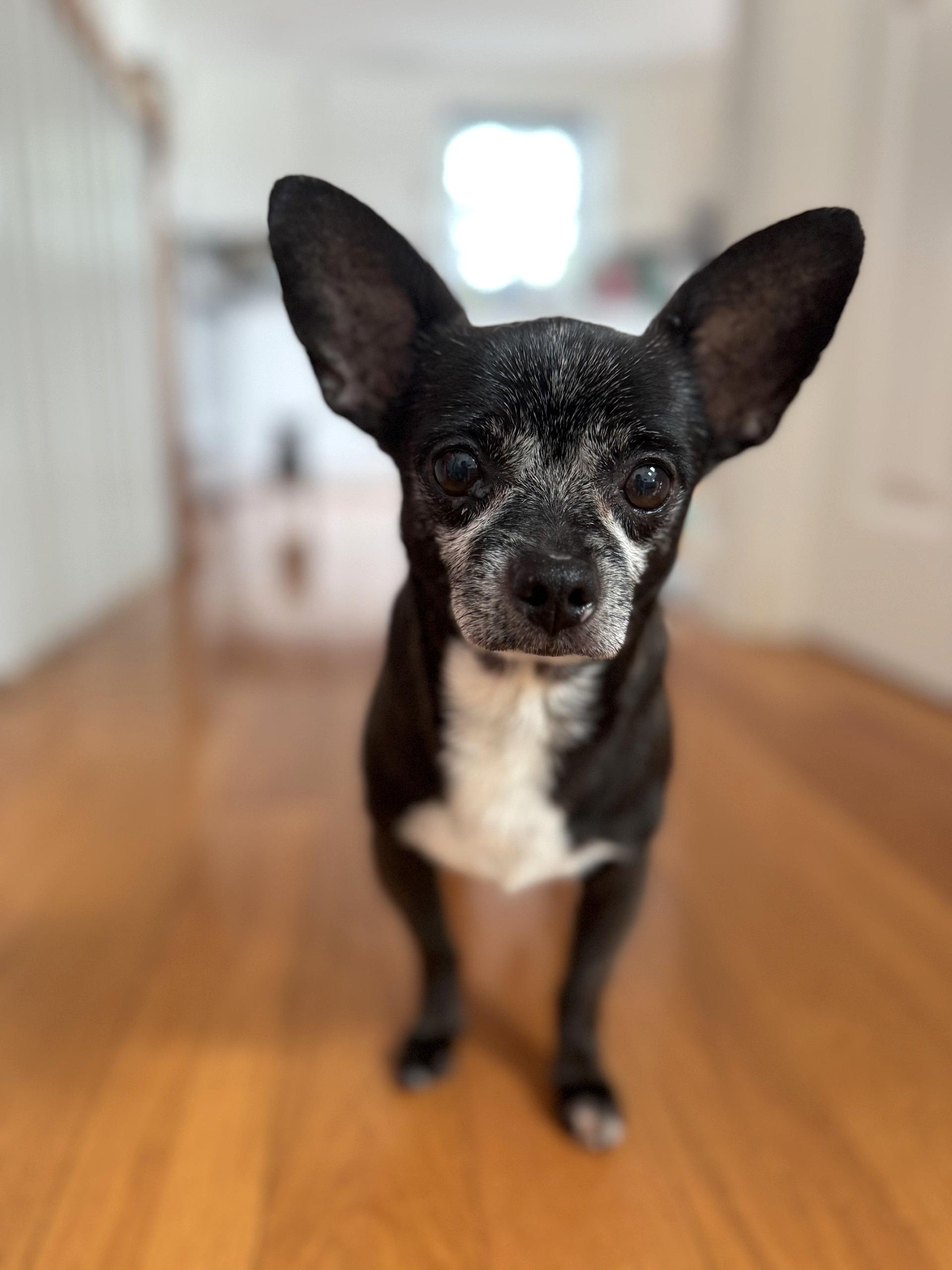 Oliver