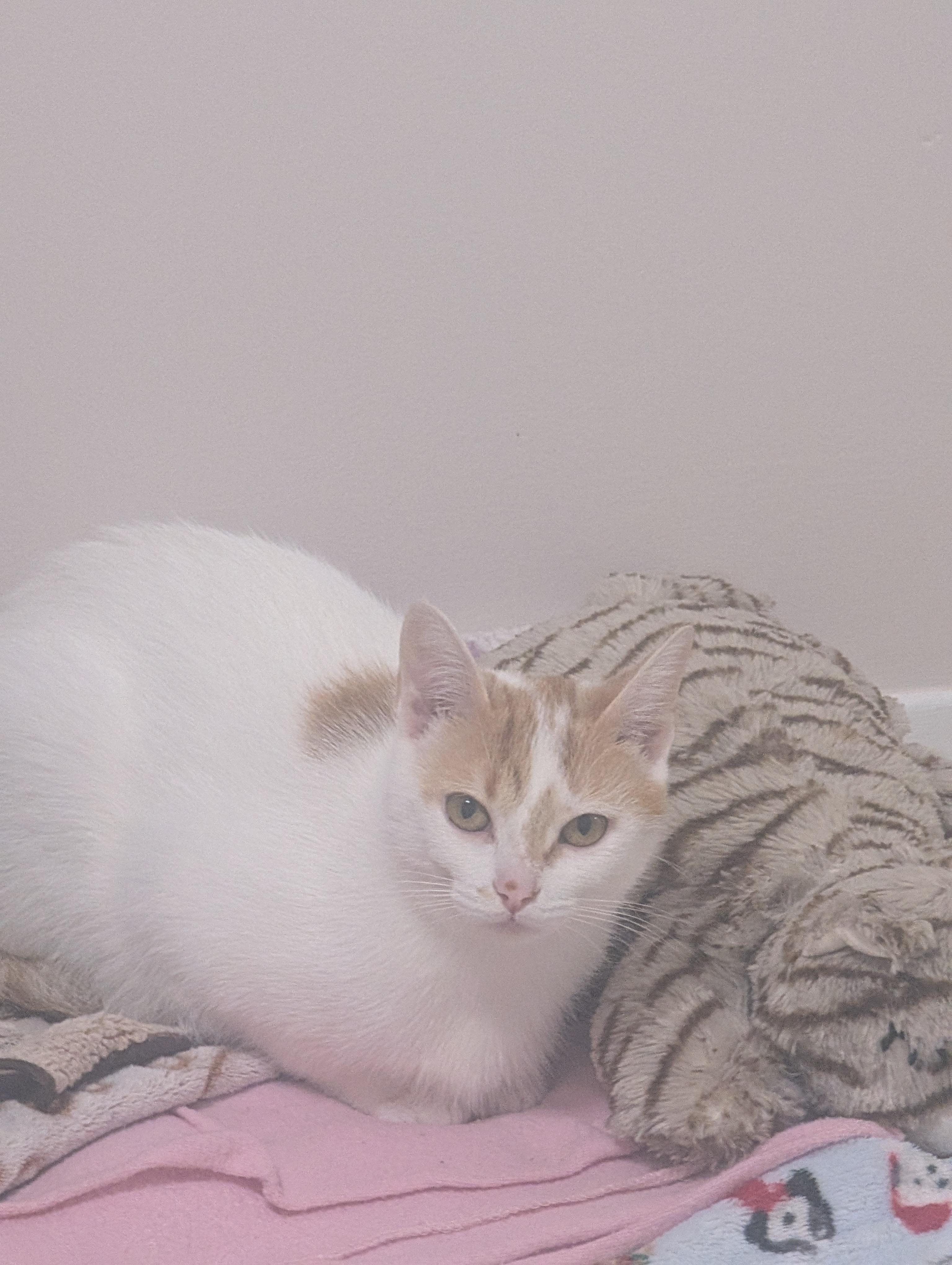 Enlarge Merida, a Adoptable Domestic Short Hair in Cambridge, ON image 5/5